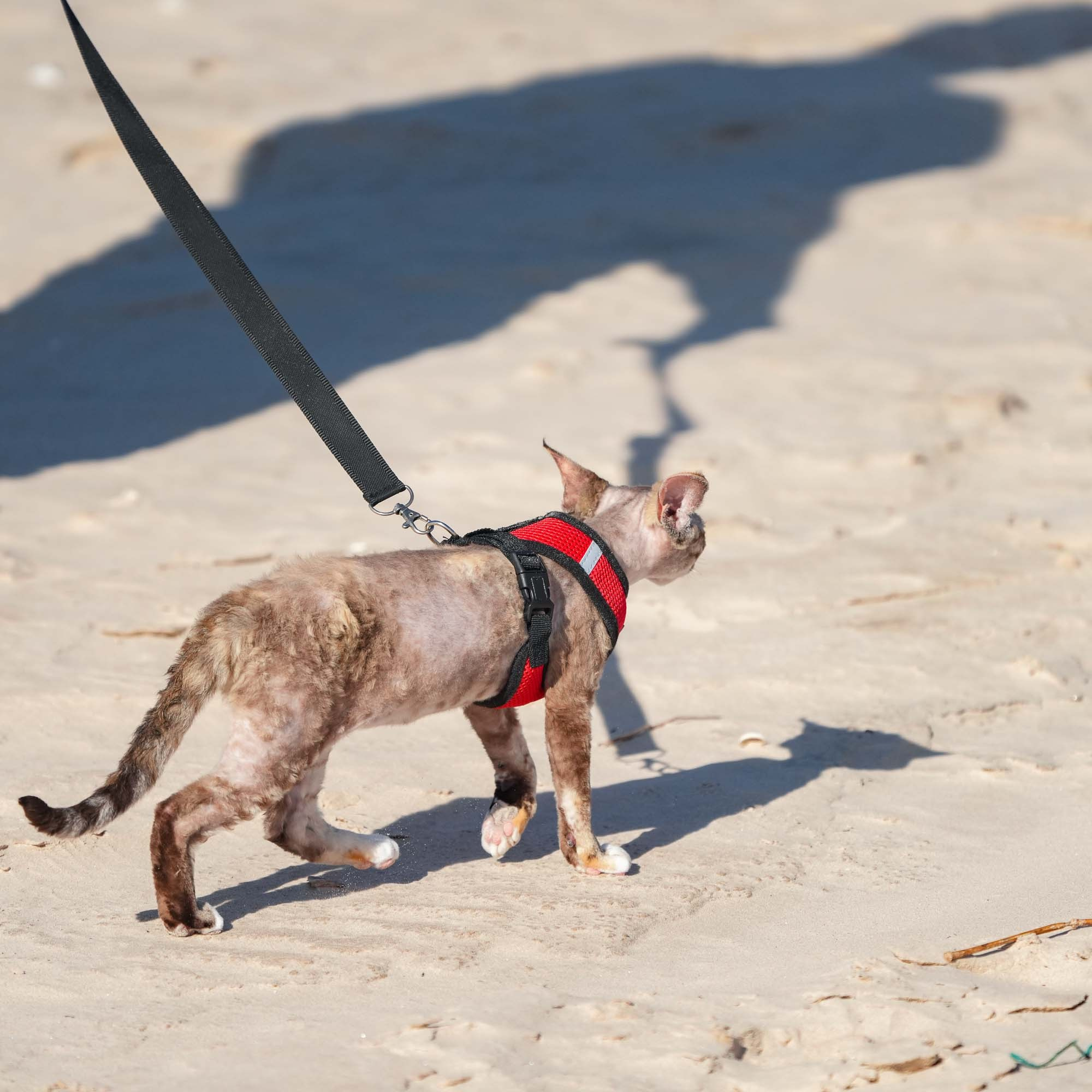 Kasia,  girl, born 07.02.2025. Devon Rex Pixie Cattery