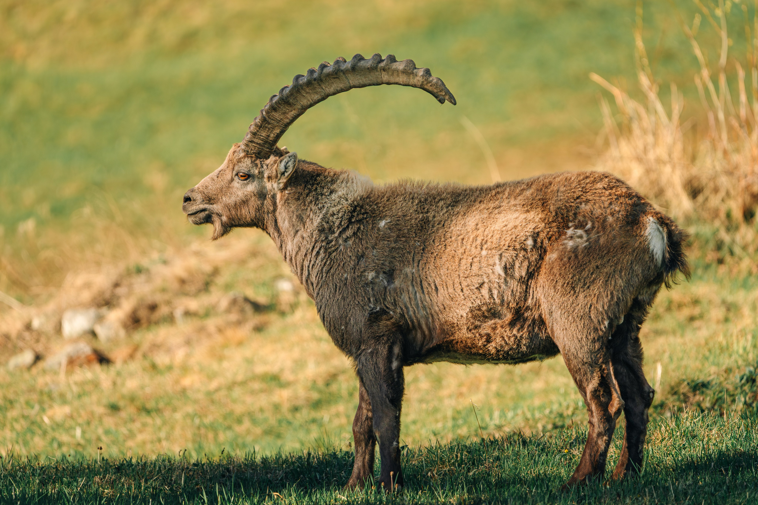 Capricorns in Pontresina. Lutsenko Visuals — Photography & Visual Content