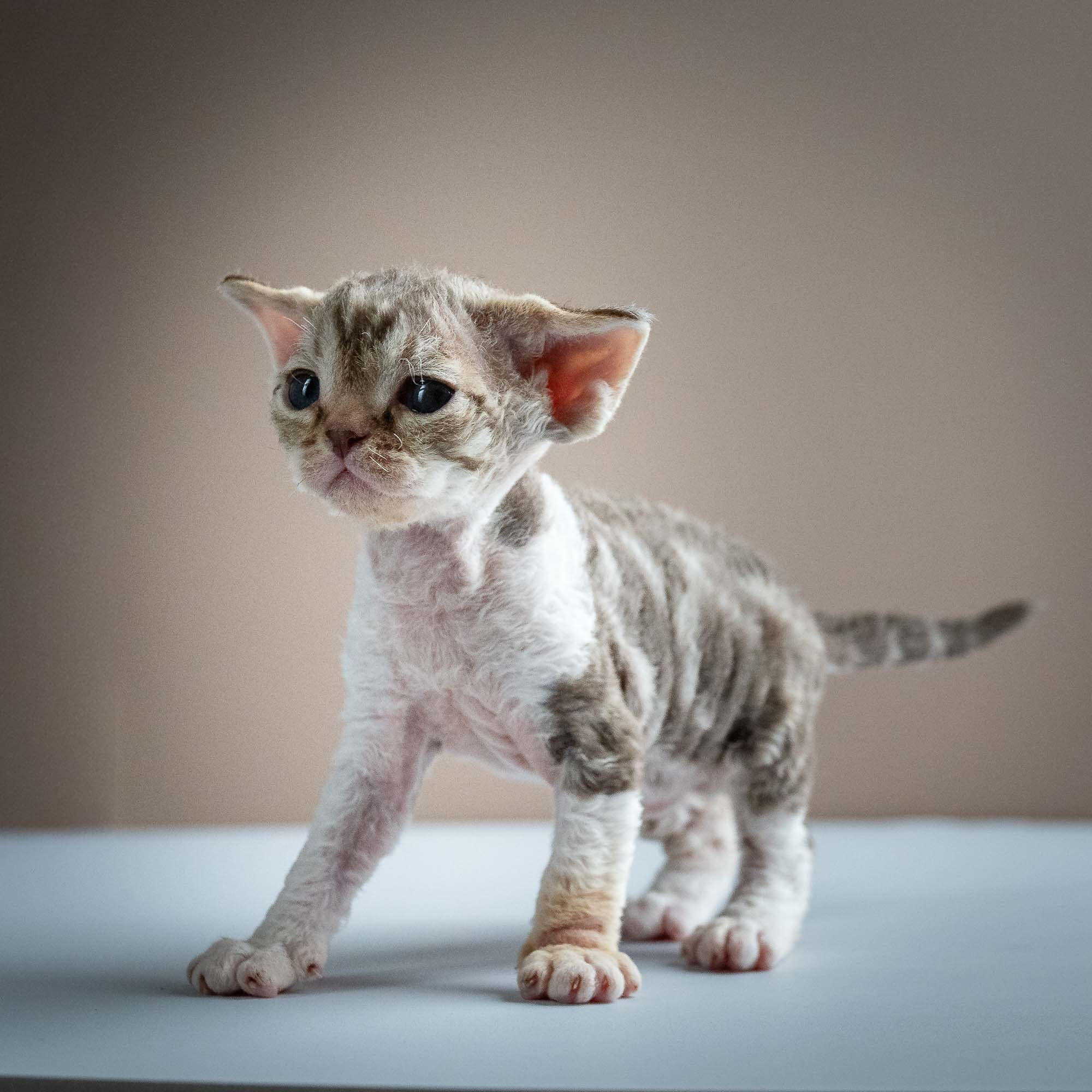Simon, boy, born 05.15.26. Devon Rex Pixie Cattery