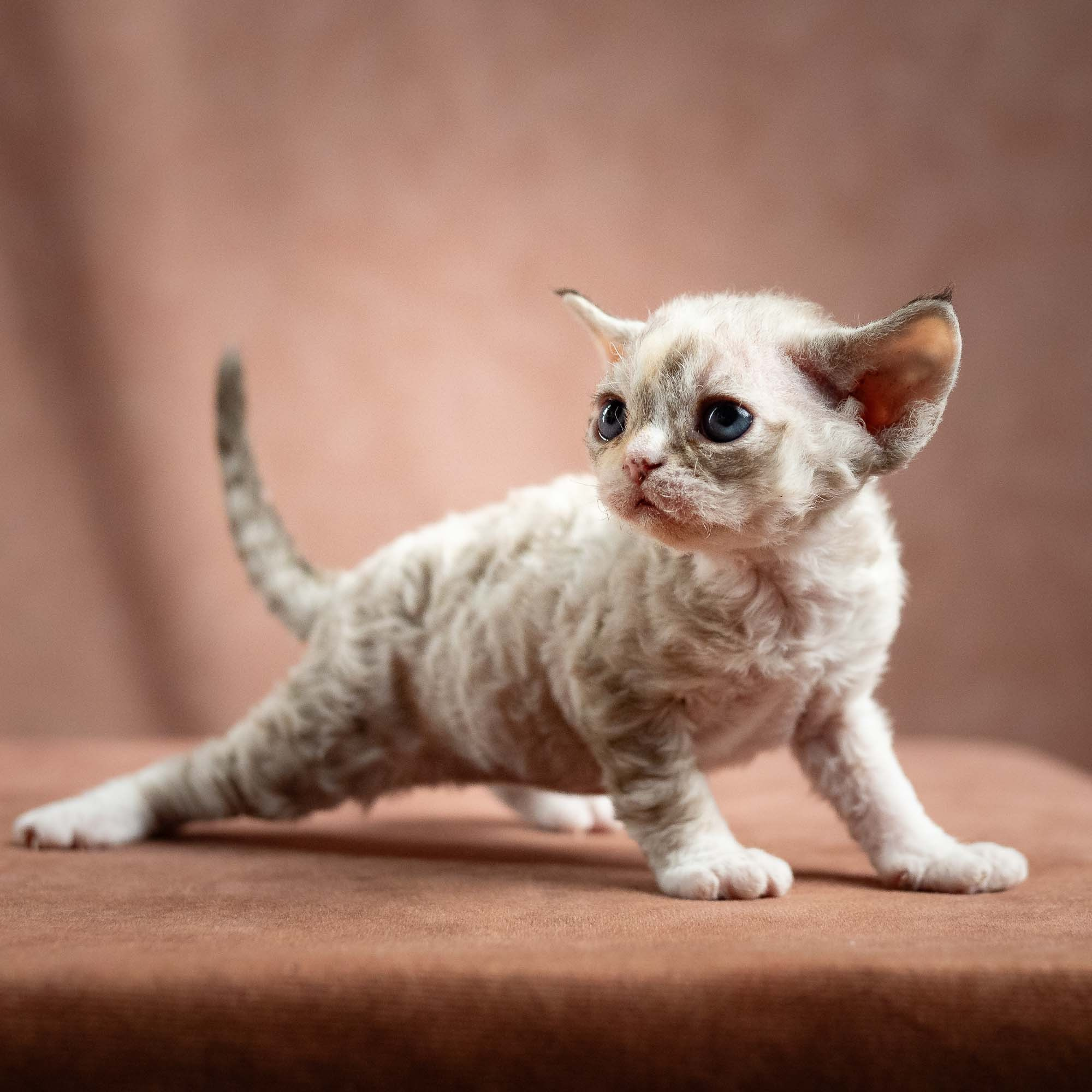 Nova, girl, born 01.17.26. Devon Rex Pixie Cattery