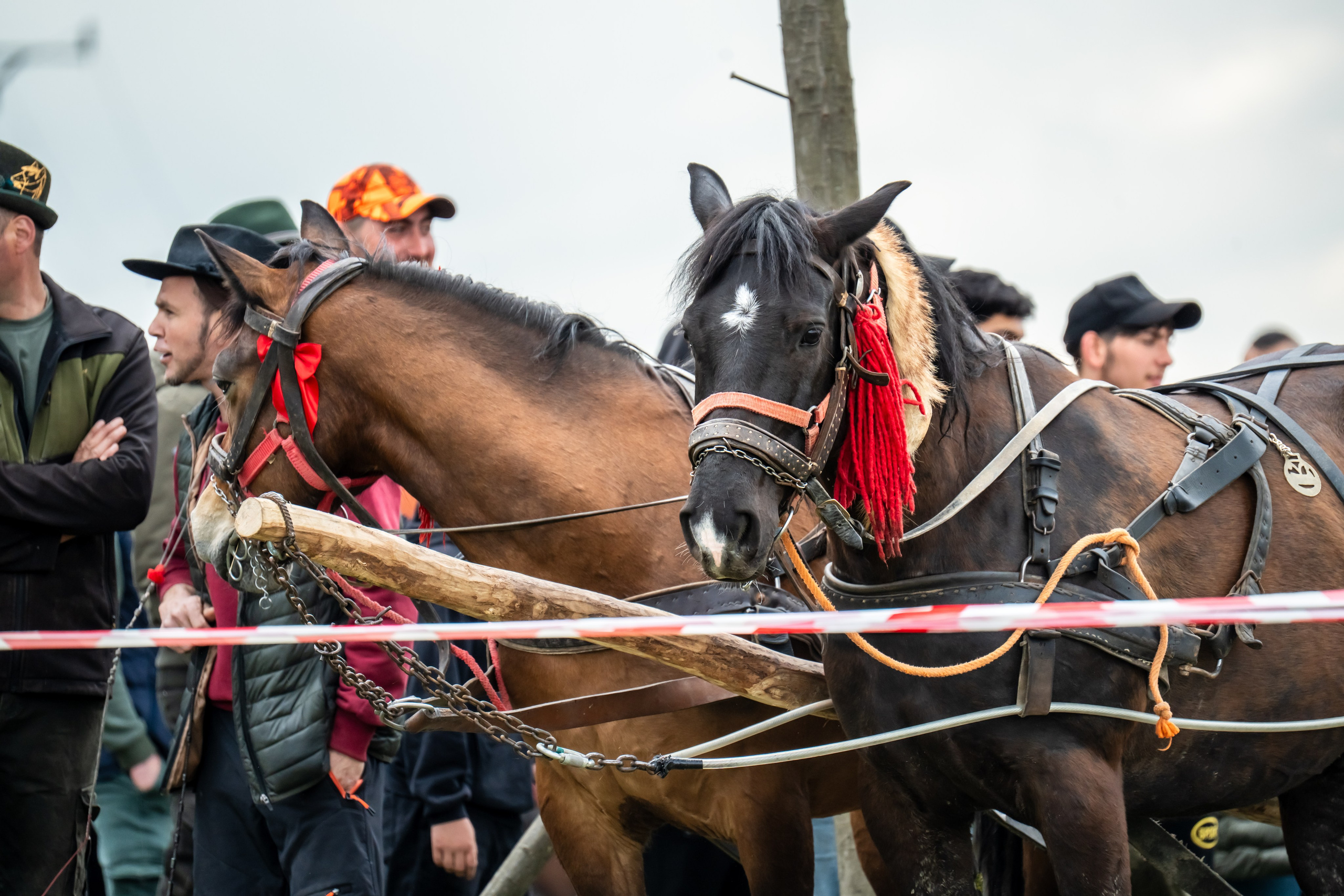 Concurs Ecvestru Vărbilău ediția a 4-a. Mihai Alexandra Events