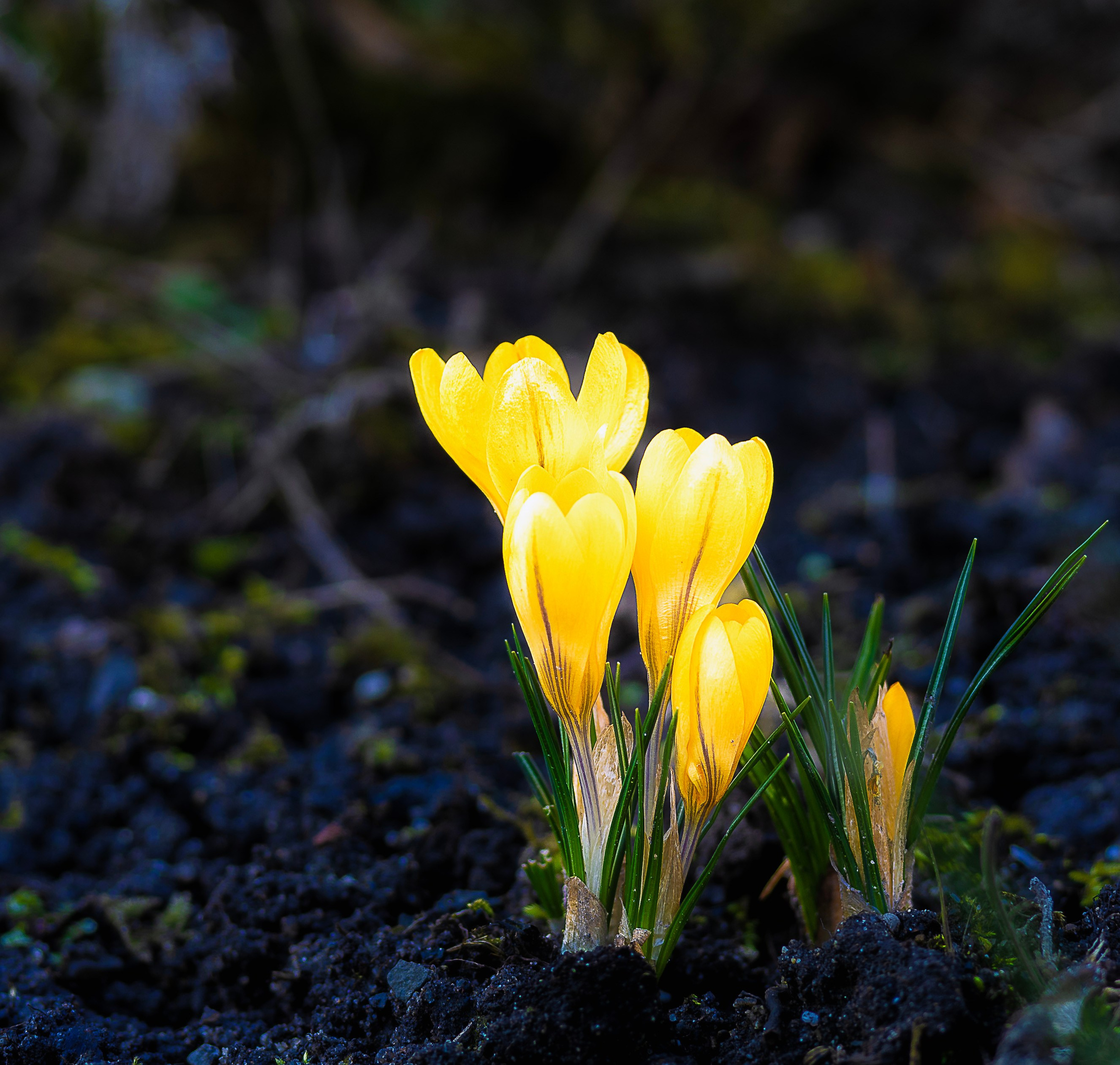 Blumen. LUKIN IGOR Photography