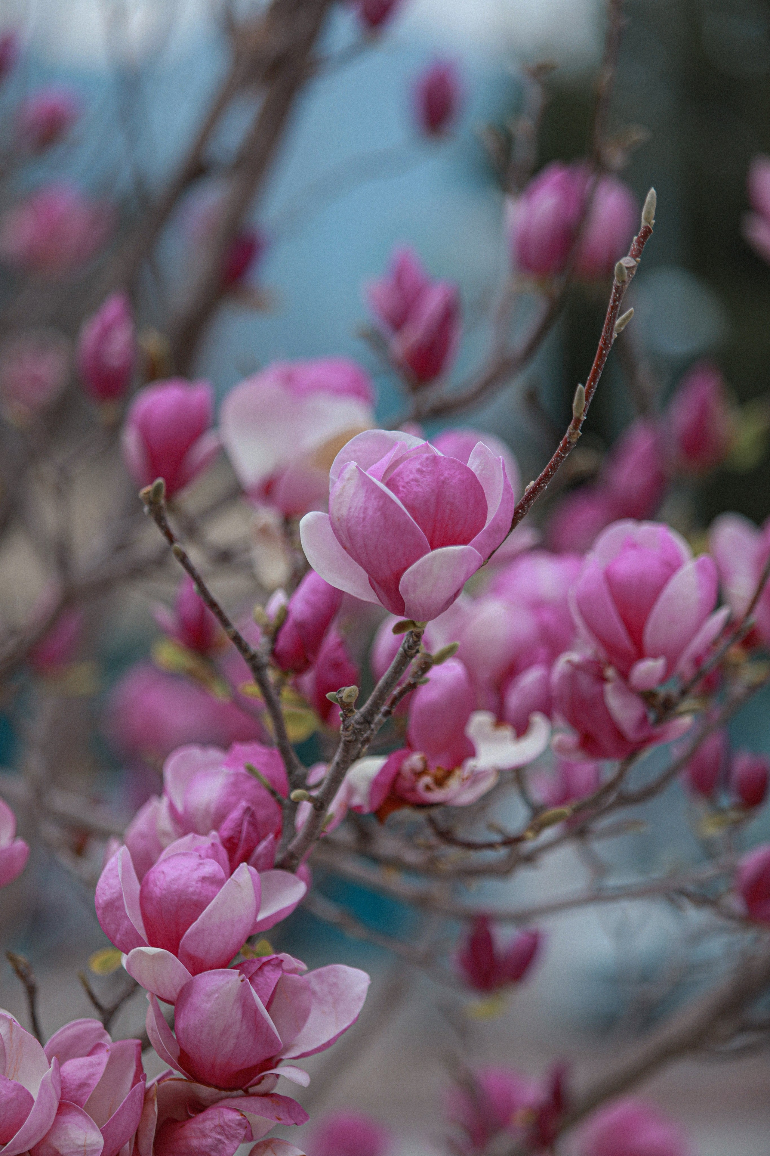 Фотосессия в Магнолии. Фото с магнолией. Магнолия цветет в Кемере. Весна в Кемере. Что цветет в Турции? Что посетить в Кемере. Фотограф в Анталии. Фотограф в Турции. Фотограф в Белеке. Фотограф в Алании. Фотограф Аланья. Фотограф Анталья. Фотограф Белек. Фотограф Турция. Фотограф Каш. Фотограф Бодрум. Свадебнвй фотограф в Турции. Организатор свадеб в Турции . Оранизатор свадеб в Алании. Организатор свадеб в Анталии. Что цветет в Турции. Что цветет на анталийском побережье.