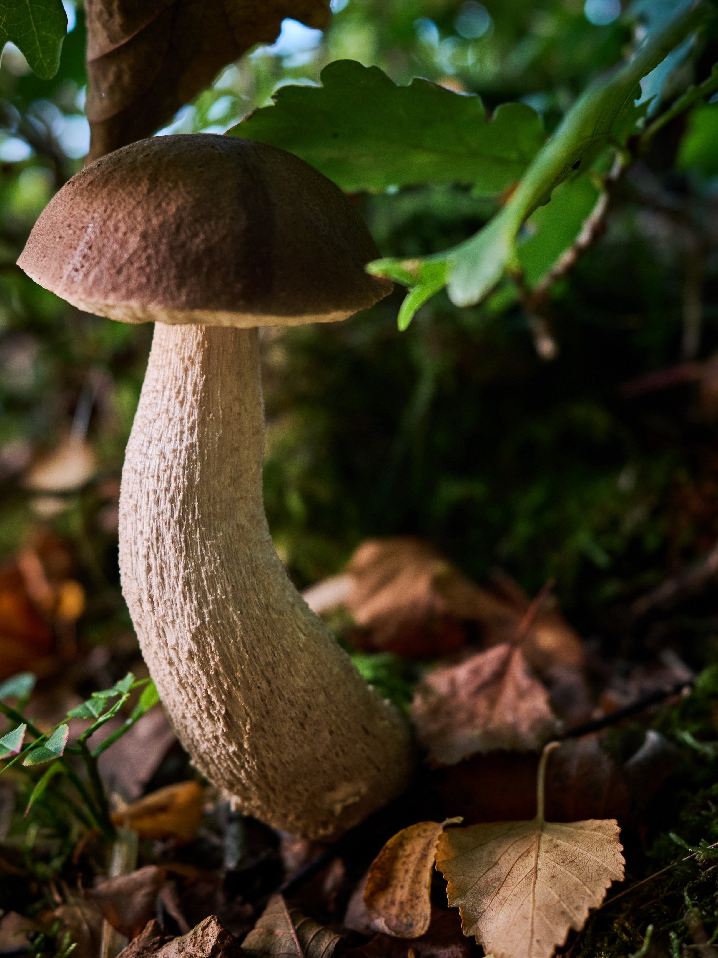 Nature & Wildlife. Yuri Popkov | Photographer