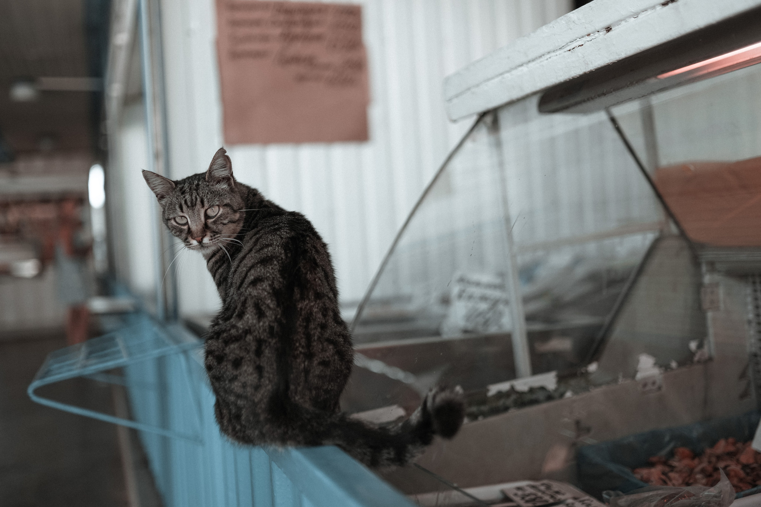 Кот шпедингера. Стрит-фотография, полная абсурда, идиотизма и красоты