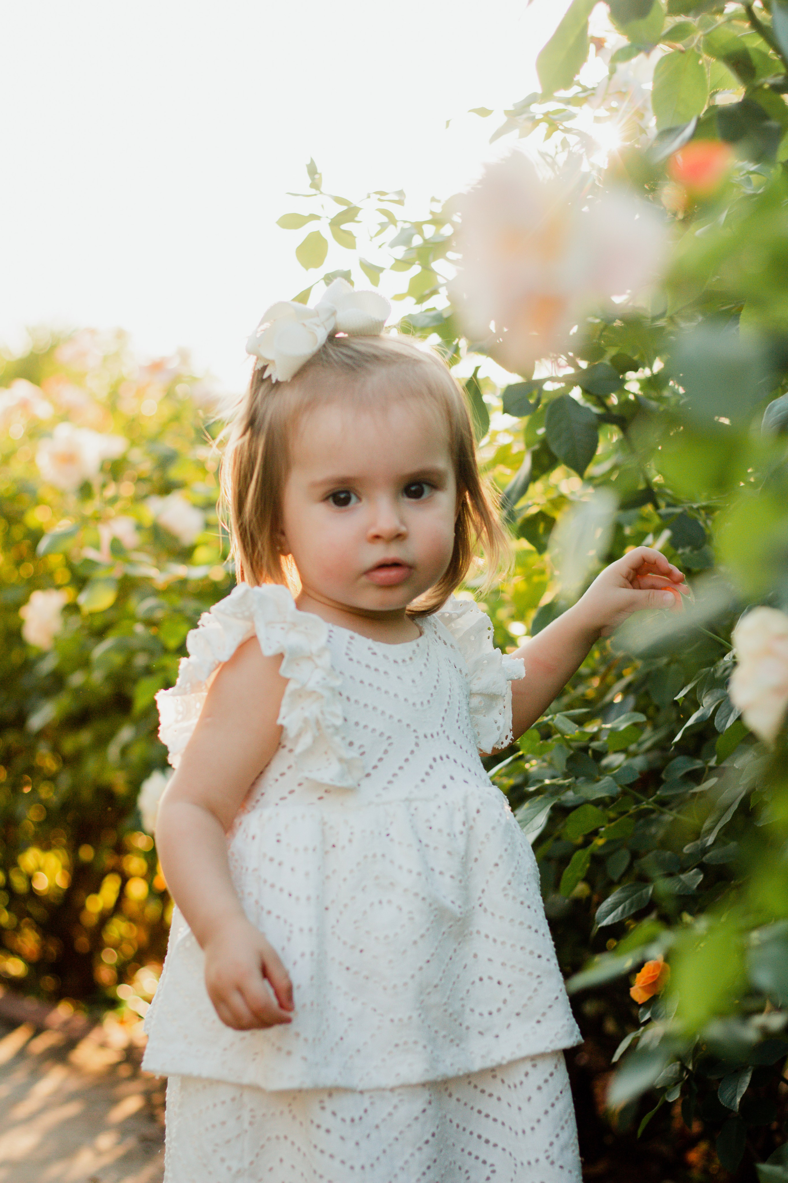 Criança caminhando em campo de rosas brancas ao entardecer durante ensaio fotográfico em Holambra.