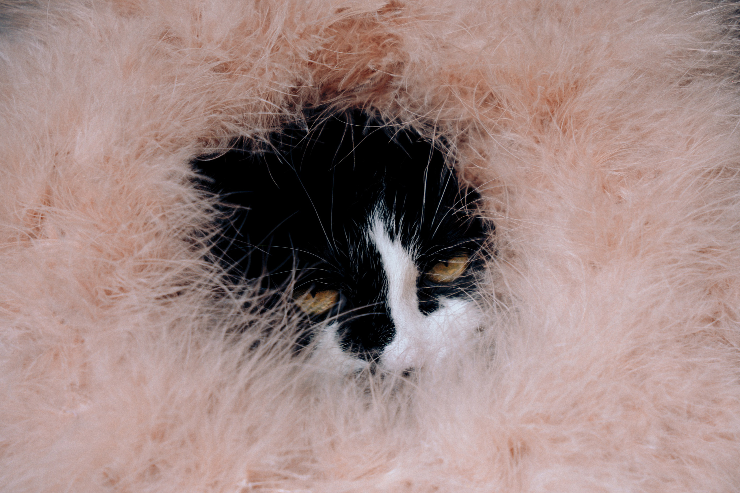 Kraken. Photograf NRW