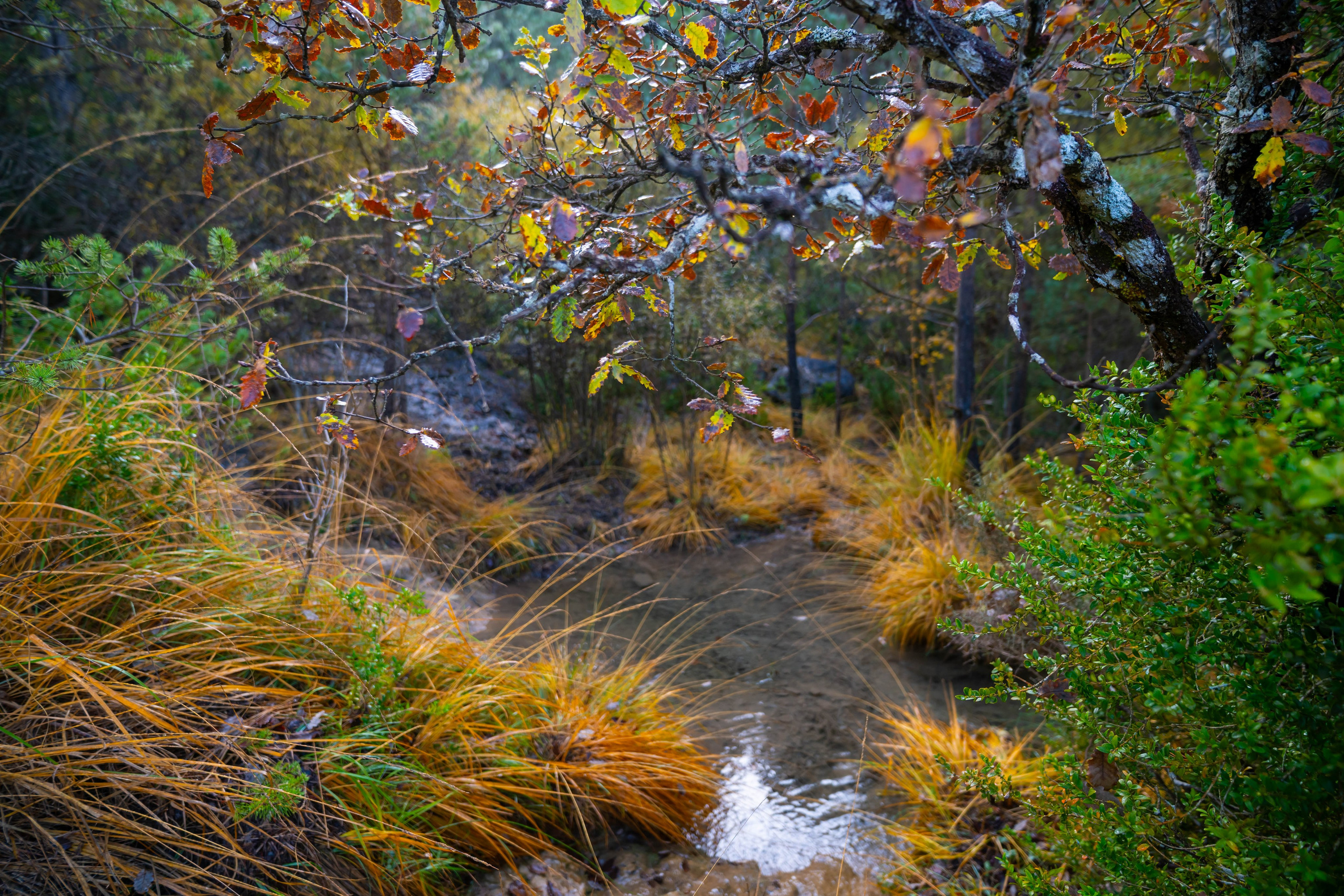 Ruta Otoño. Alba del Norte Studio