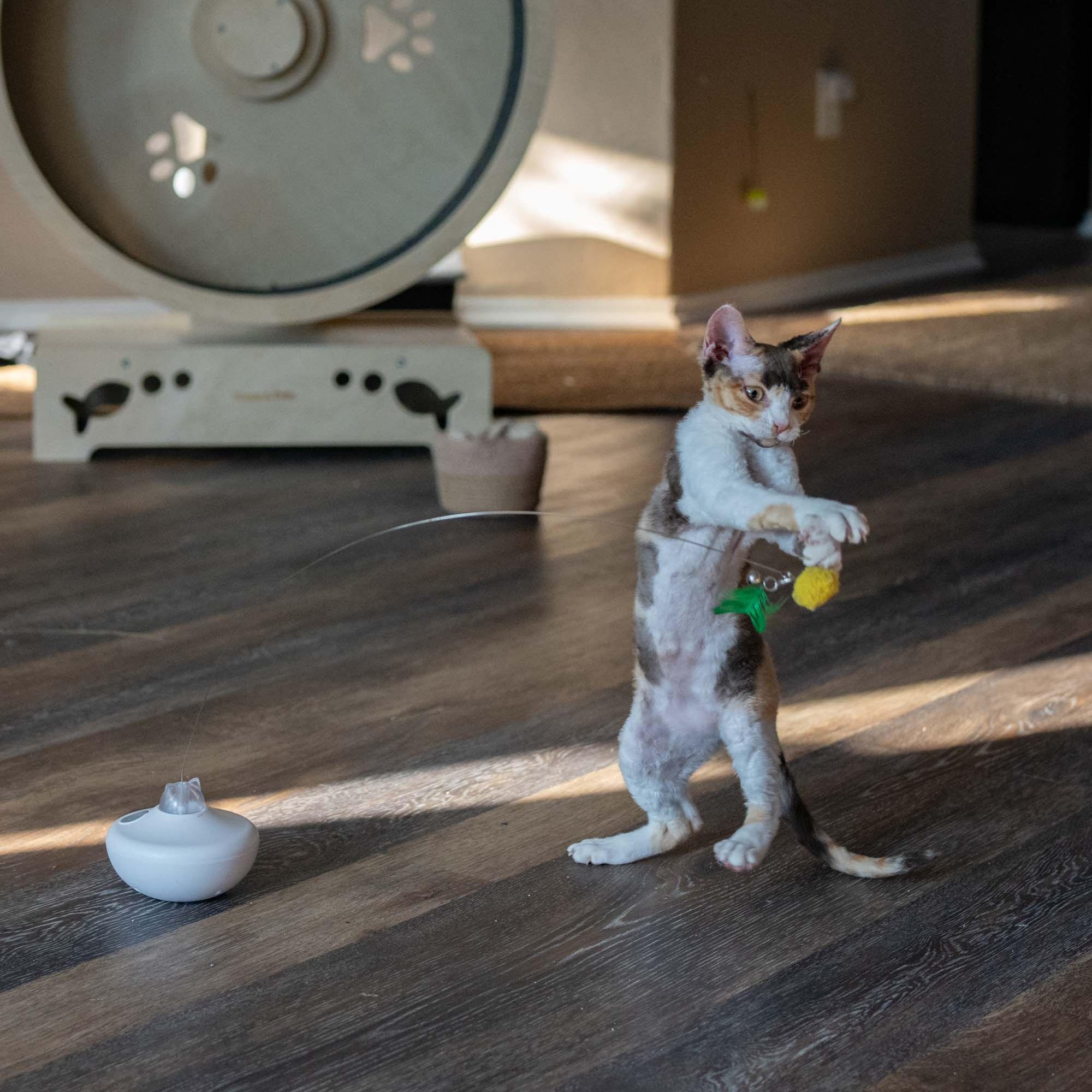 Dixie, girl, born on 06.06.24 SOLD. Devon Rex Pixie Cattery