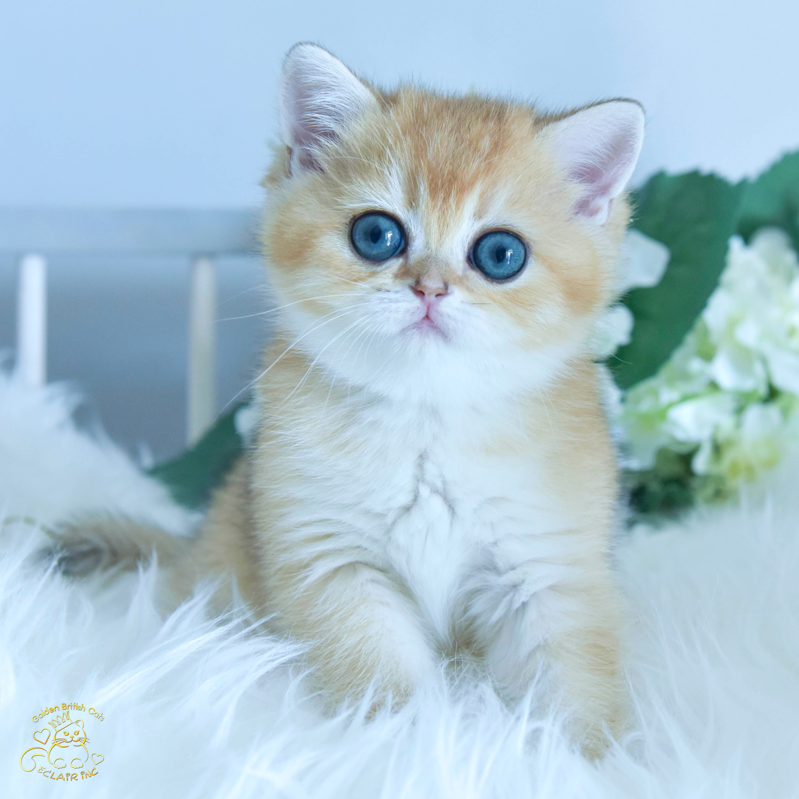 εκτροφείο βρετανικής κοντότριχης γάτας στην Αθήνα, εκτροφείο βρετανικής κοντότριχης στην Ελλάδα, βρετανική κοντότριχη γάτα τιμή, βρετανική μακρύτριχη γάτα τιμή