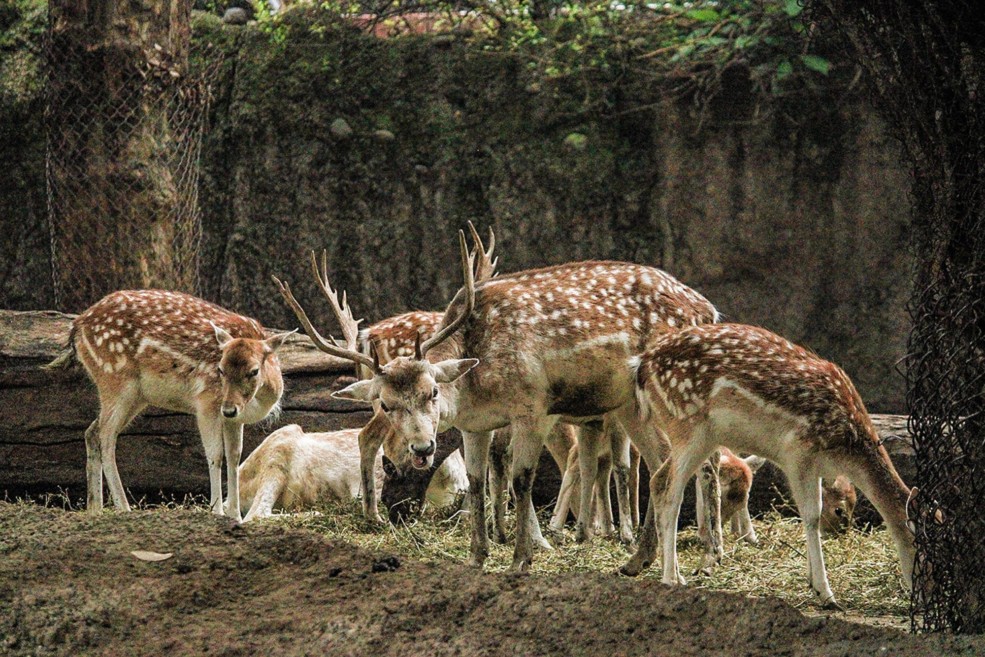 Animales y Naturaleza. Marisol Murillo Fotógrafa profesional en Chimalhuacán, Edo. de México