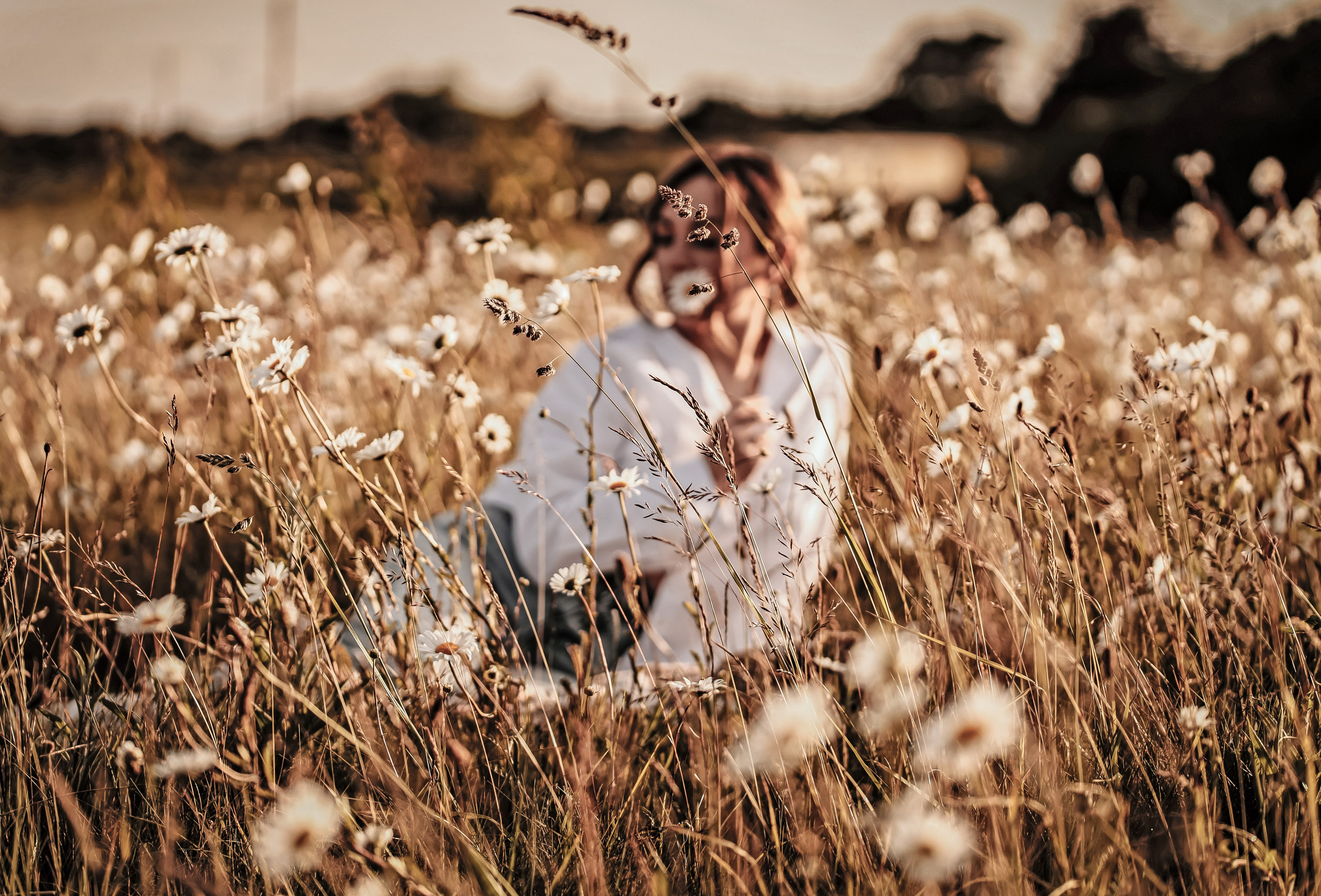 Daises. Photographer Co Dublin, Balbriggan — Agata Maliseva