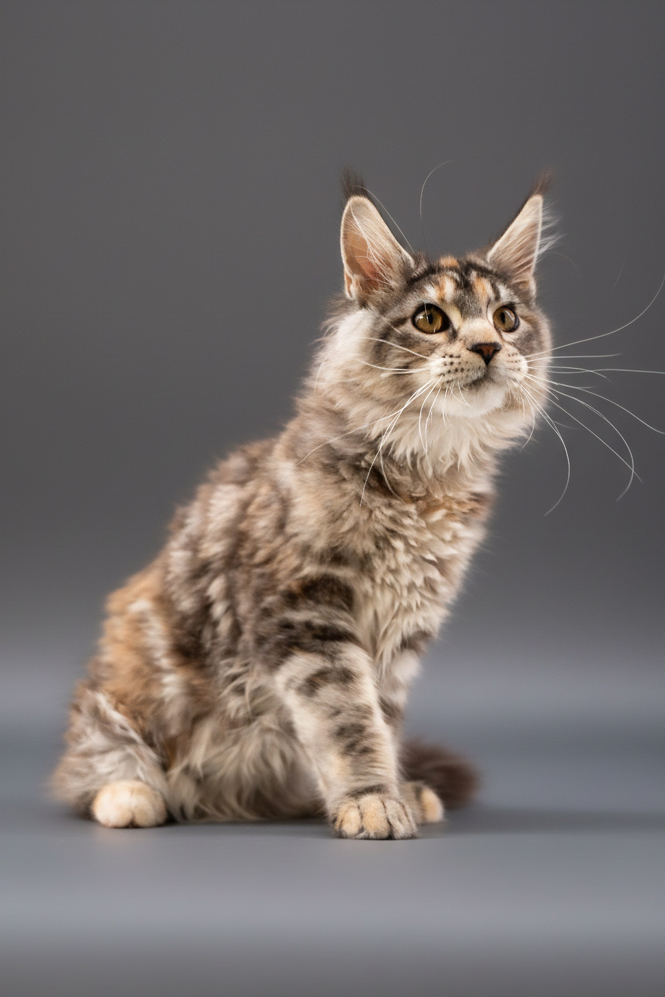 Senator Rosie. Senator Cat — Maine Coon cattery