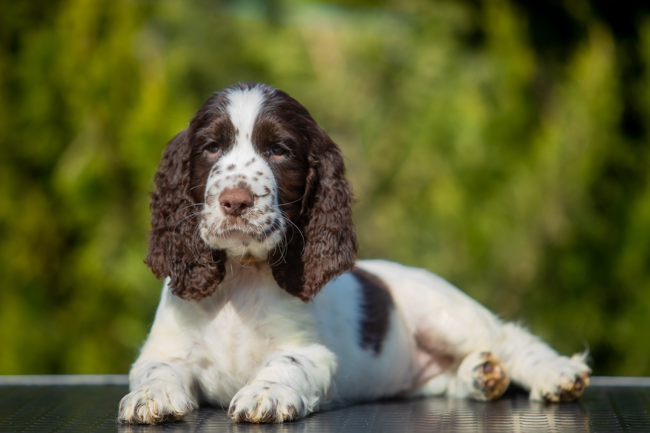 Female — Grey collar 🩶. Website of the titled stud dog of the Springer Spaniel breed