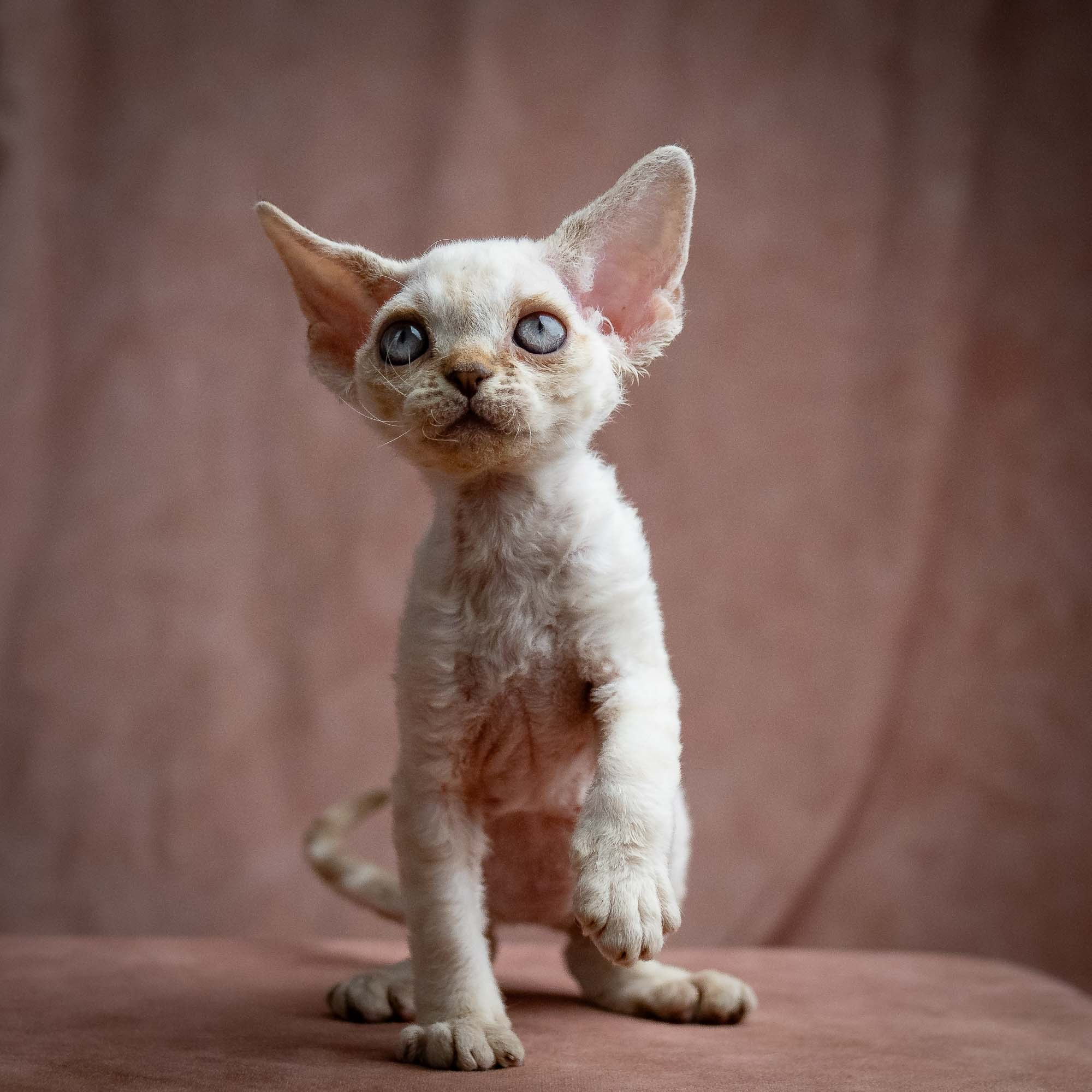 Selena, girl, born 05.08.26. Devon Rex Pixie Cattery