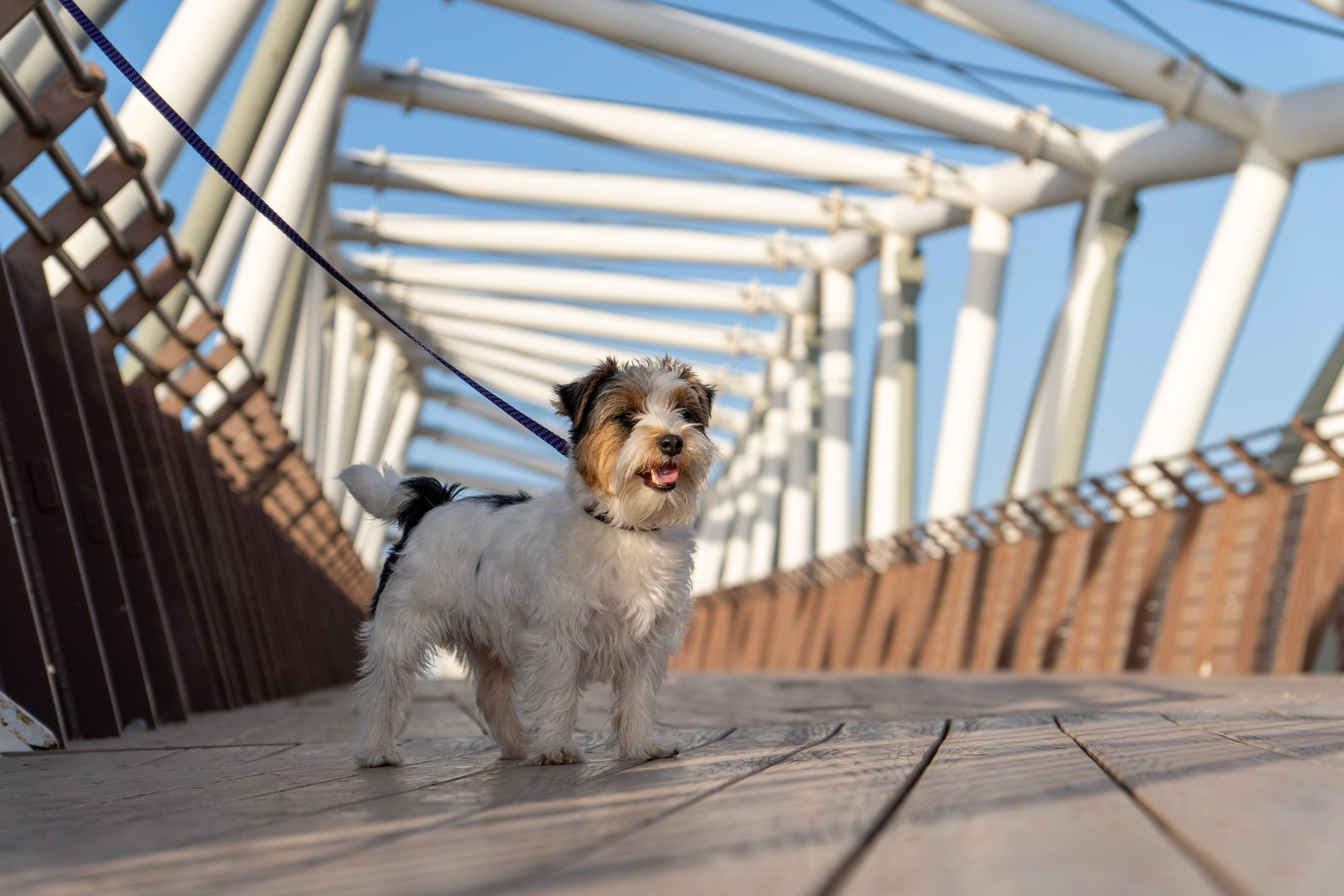 Olya and Cooper. Art and outdoor photography