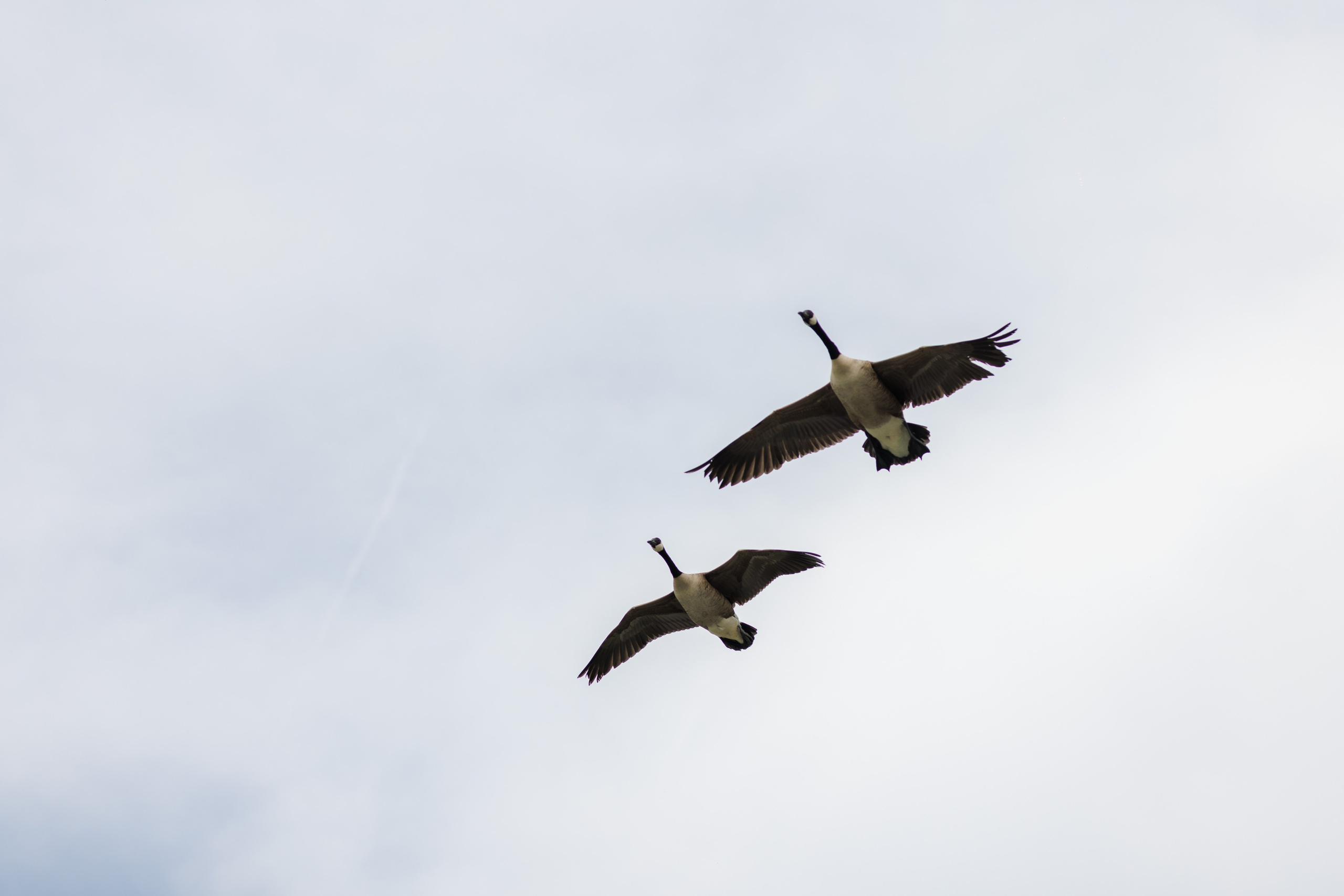 Jen & Wei, The Mansion on Main Street, NJ. Wedding Photo & Video
