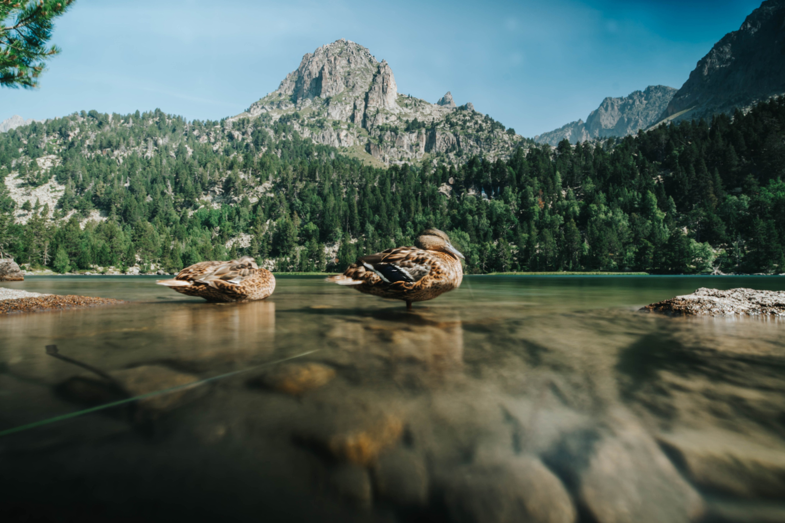 Parque Nacional de Aigüestortes y Estany de Sant Maurici. Alba del Norte Studio