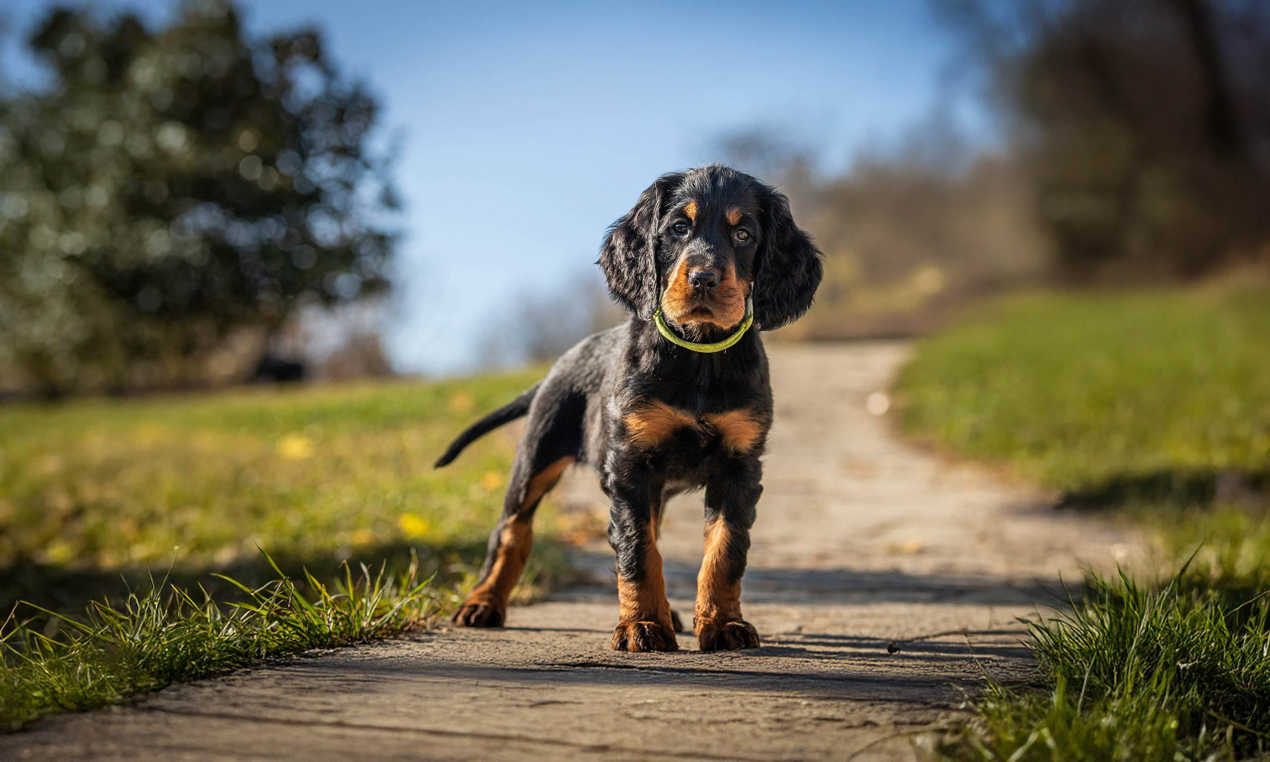 Puppies. Yurii Orlyk Photography
