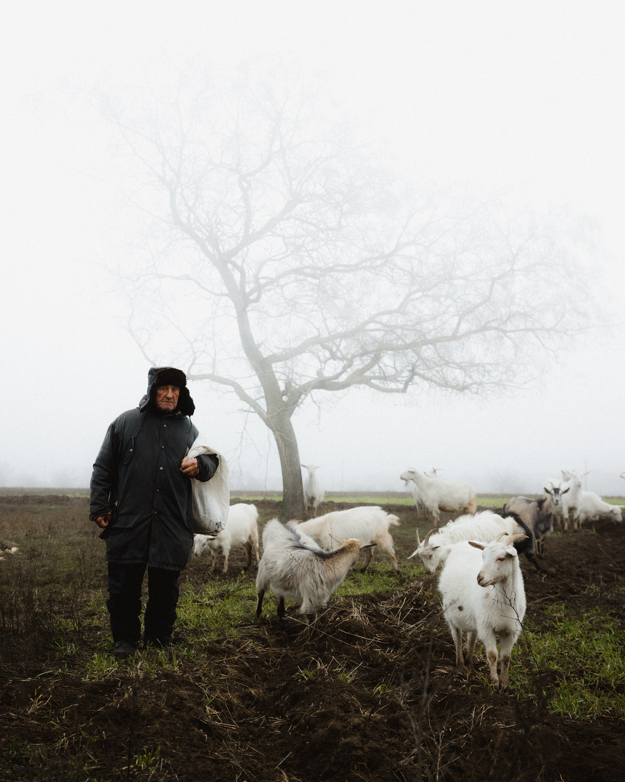 A photo of an old farmer with his sheep during a foggy day 