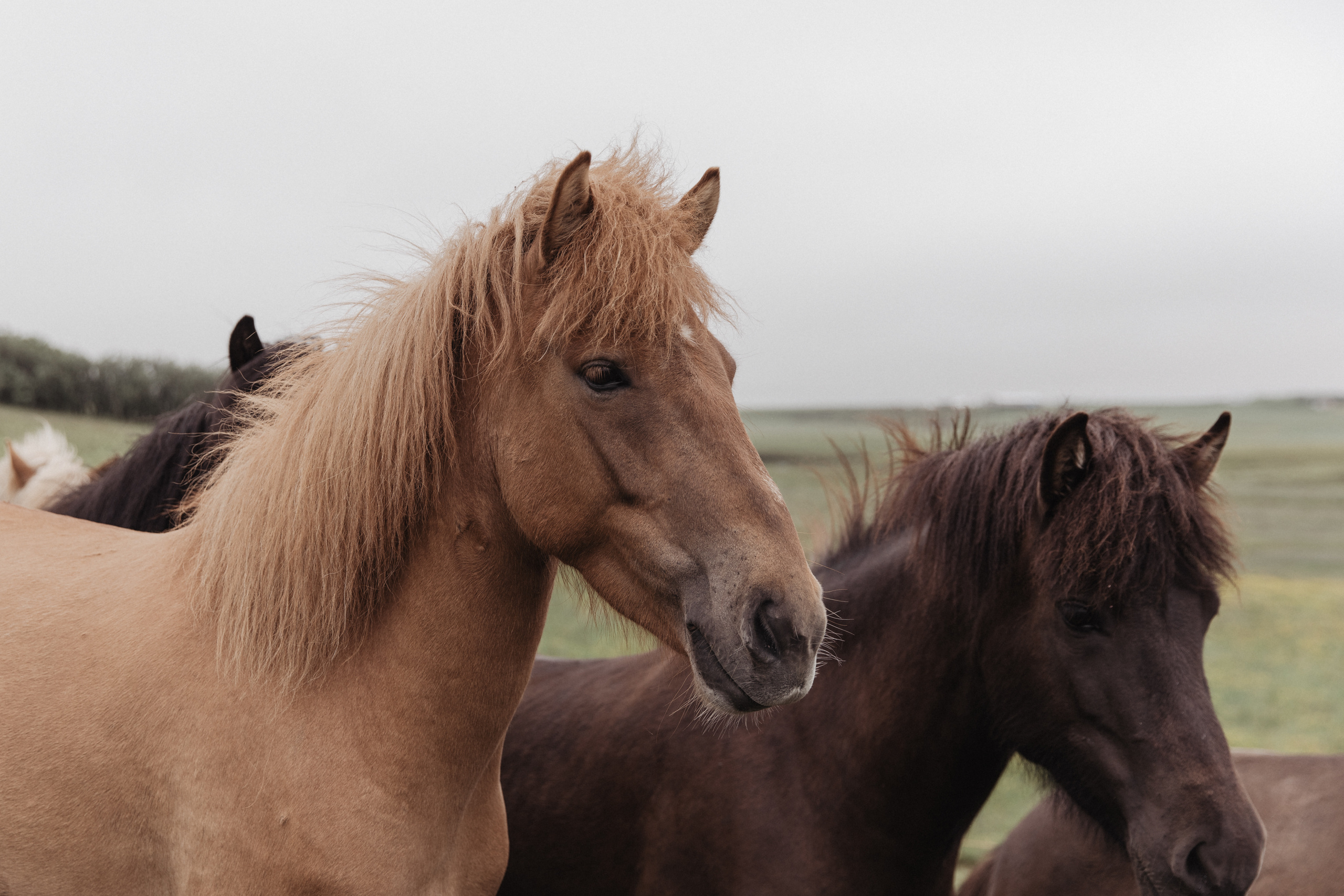 Family photoshoot at black sand beach in Iceland. Iceland elopement photographer & videographer