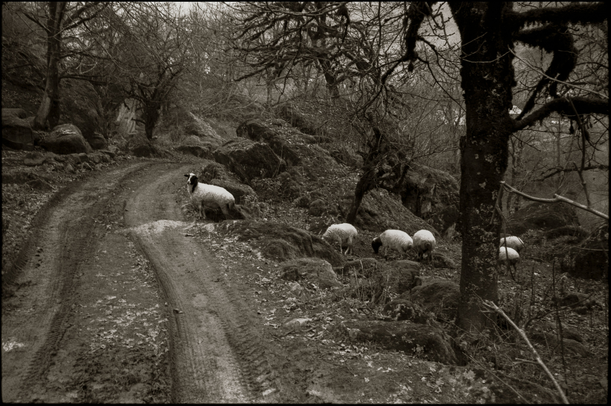 NATURE. Www.sananaleskerov.com