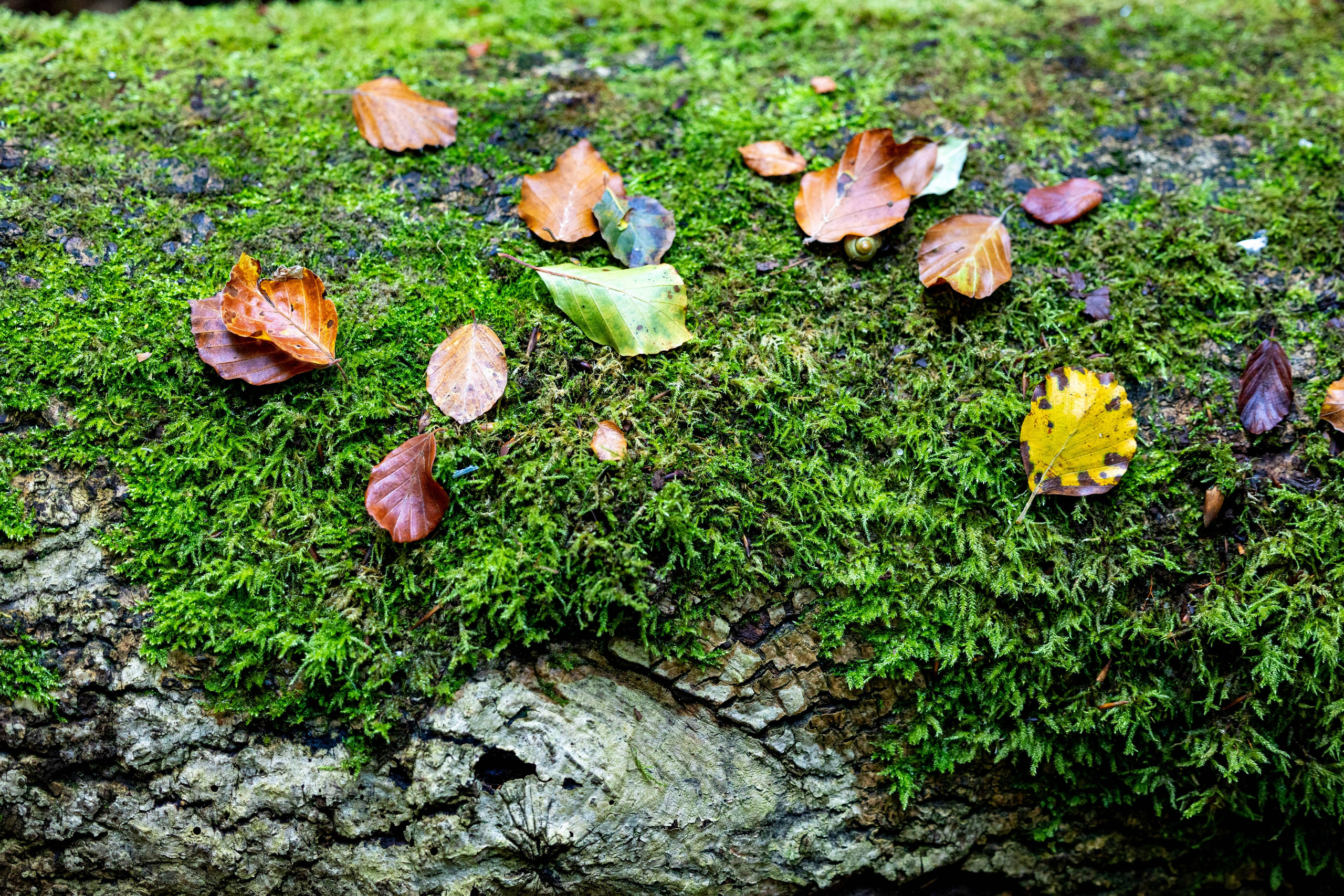 Efterår. Fotograf Aarhus | Portrætfoto Århus | Flotte billeder