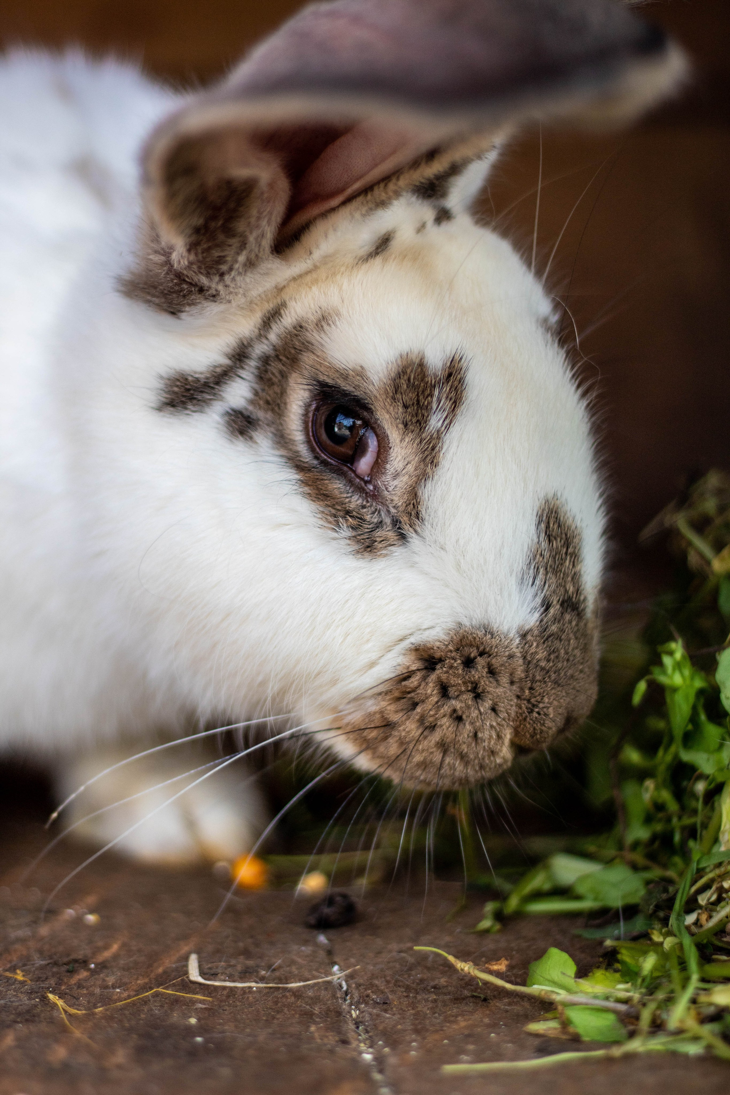Long-haired rabbit with white and brown fur sitting on green grass near leaves.