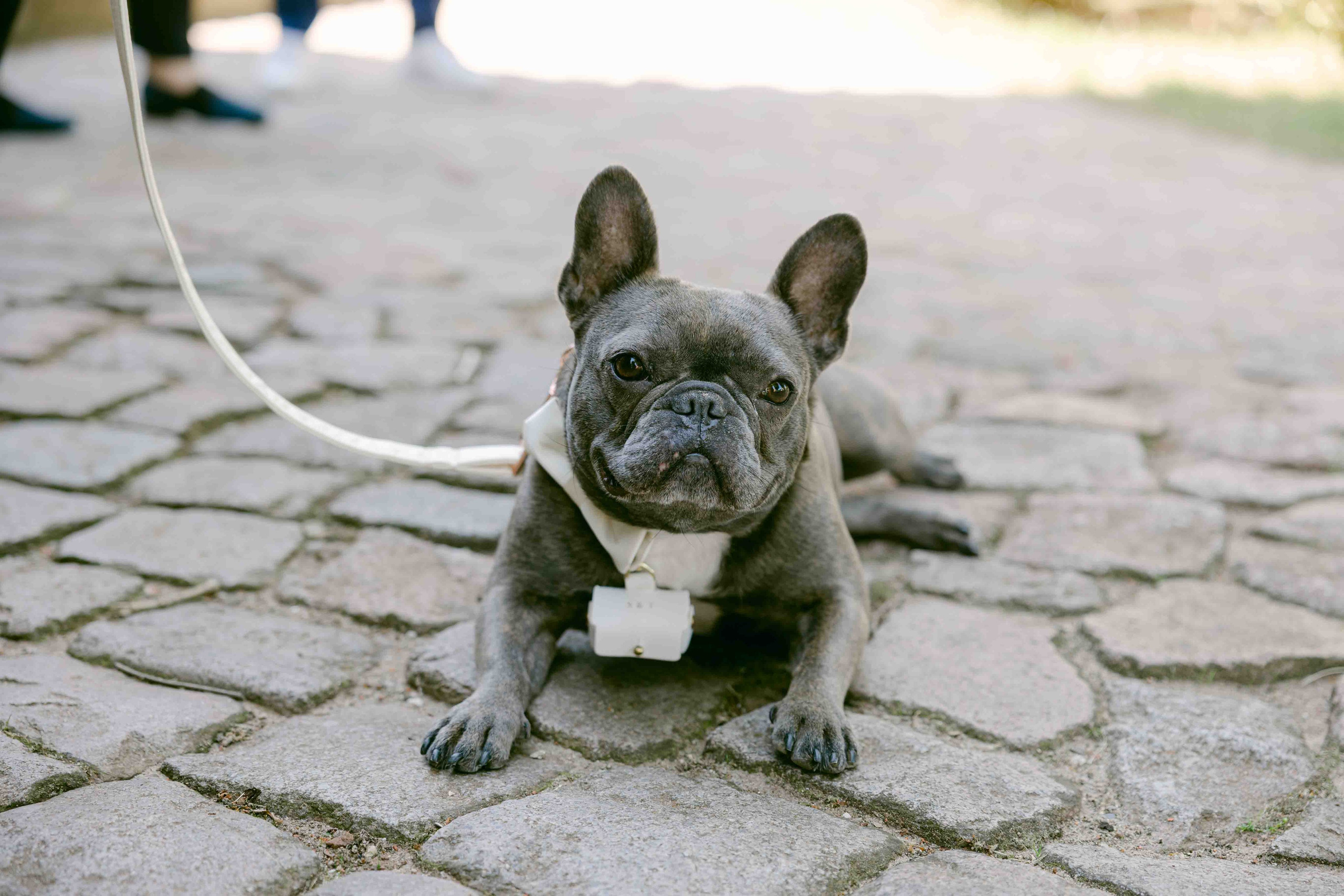 Hund bei hochzeit in hamburg