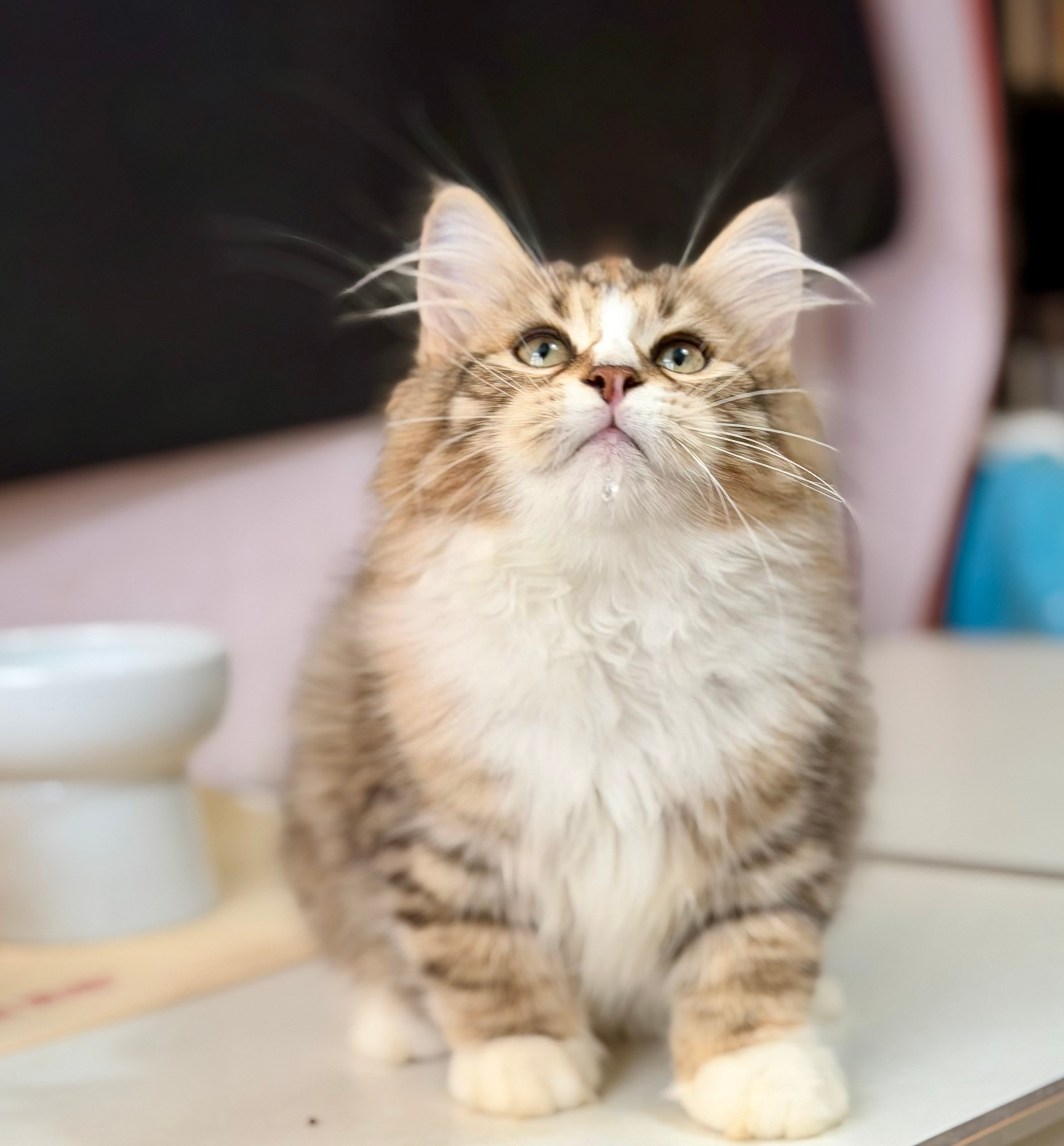 Eliza. LEMON GREEN SIBERIANS 香港西伯利亞貓舍