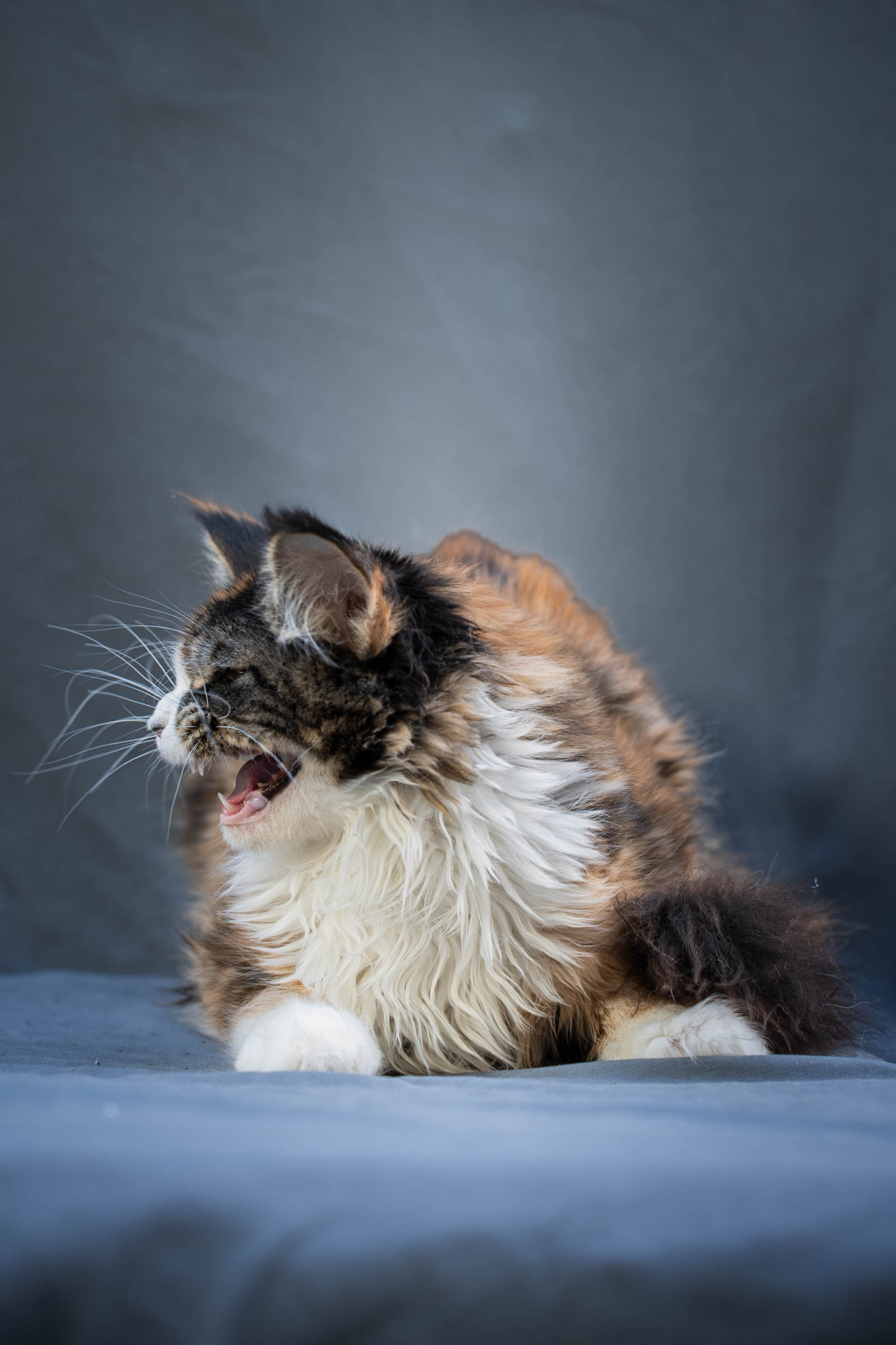 Senator Quennie. Senator Cat — Maine Coon cattery