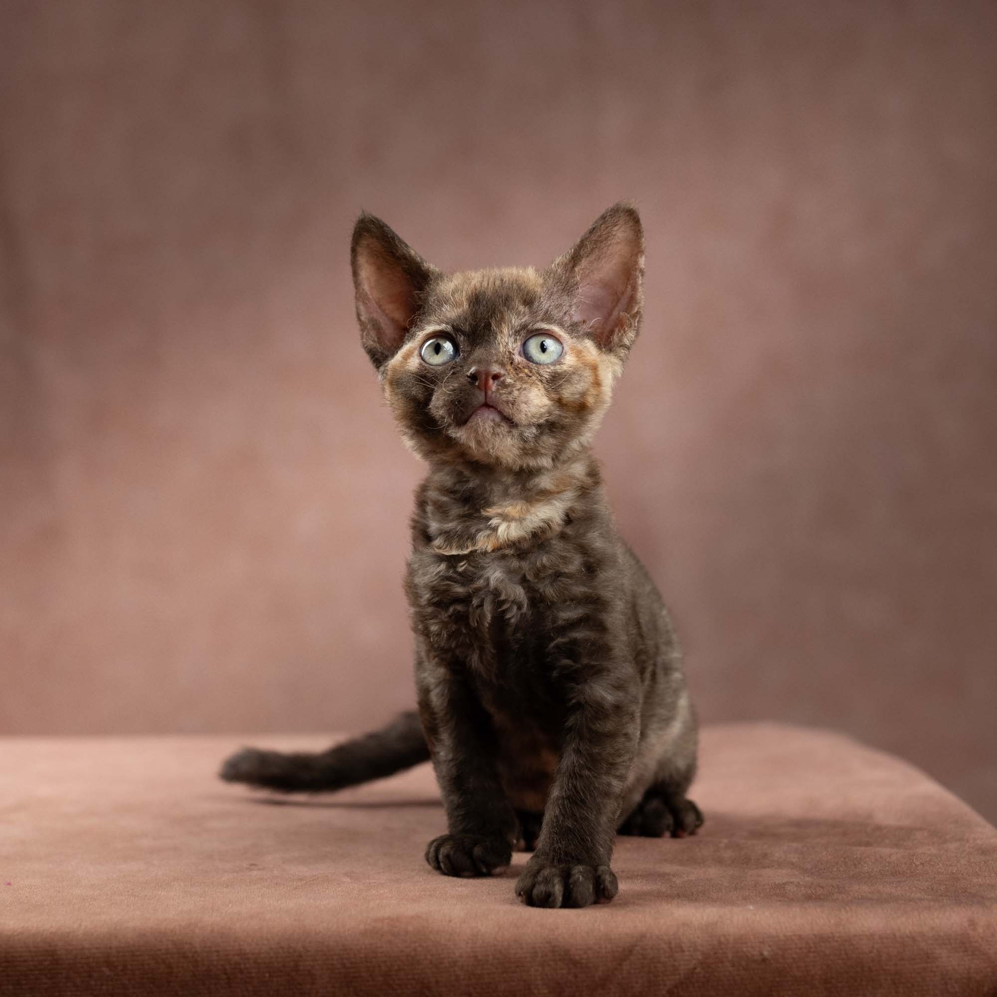 Dory, girl, born on 06.06.24 SOLD. Devon Rex Pixie Cattery