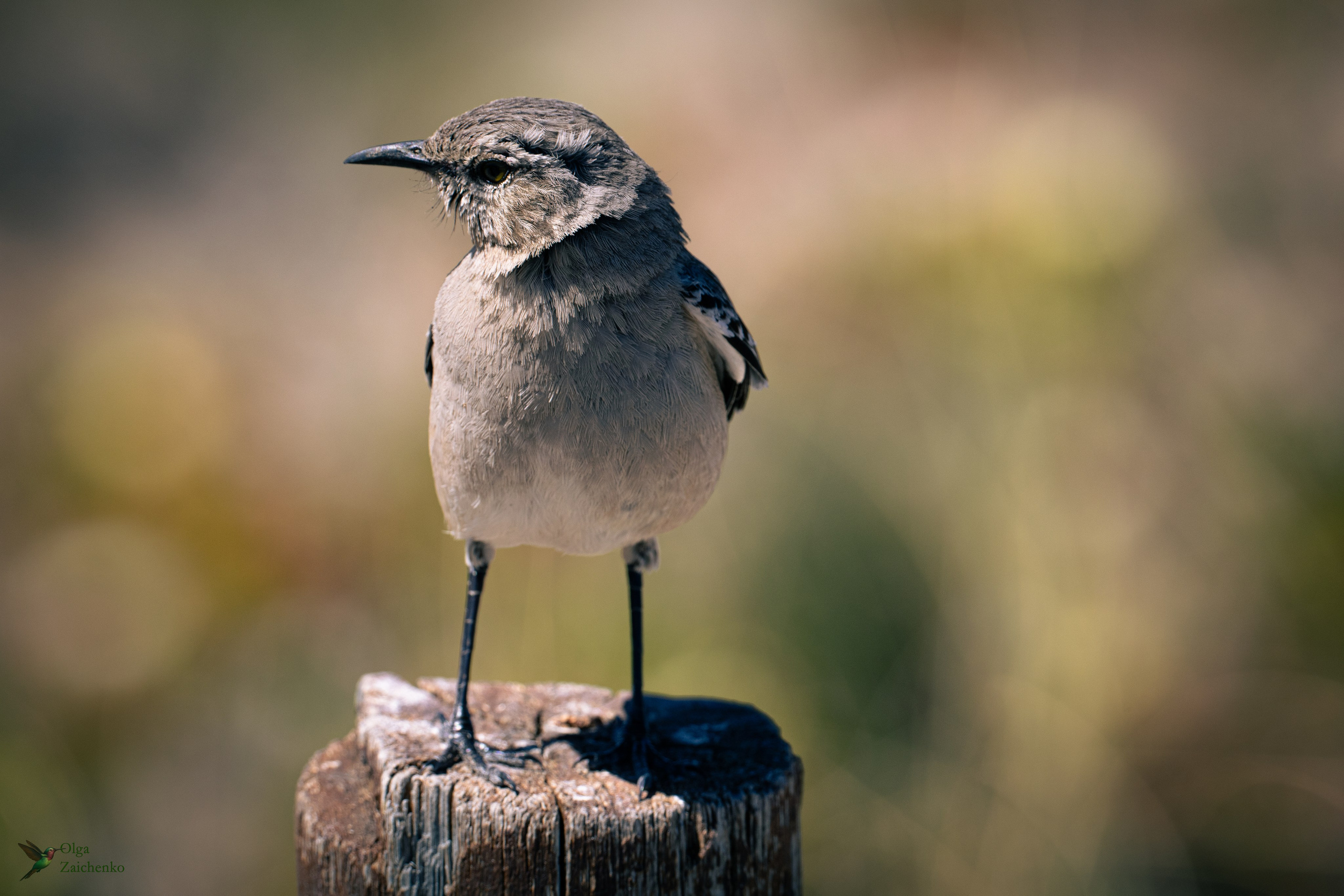 Патагонский певчий пересмешник