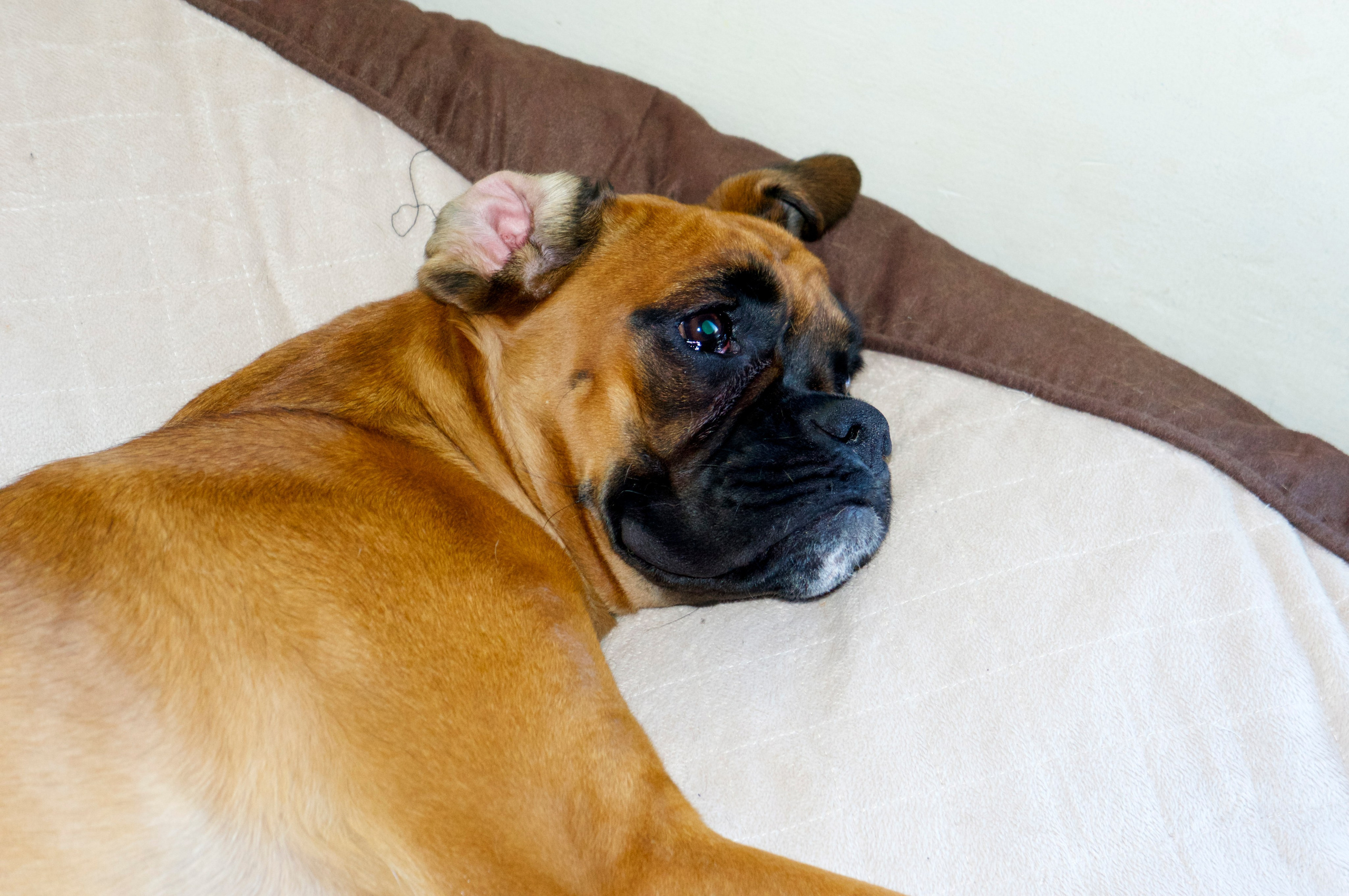 My ״Star״ Boxer Dog