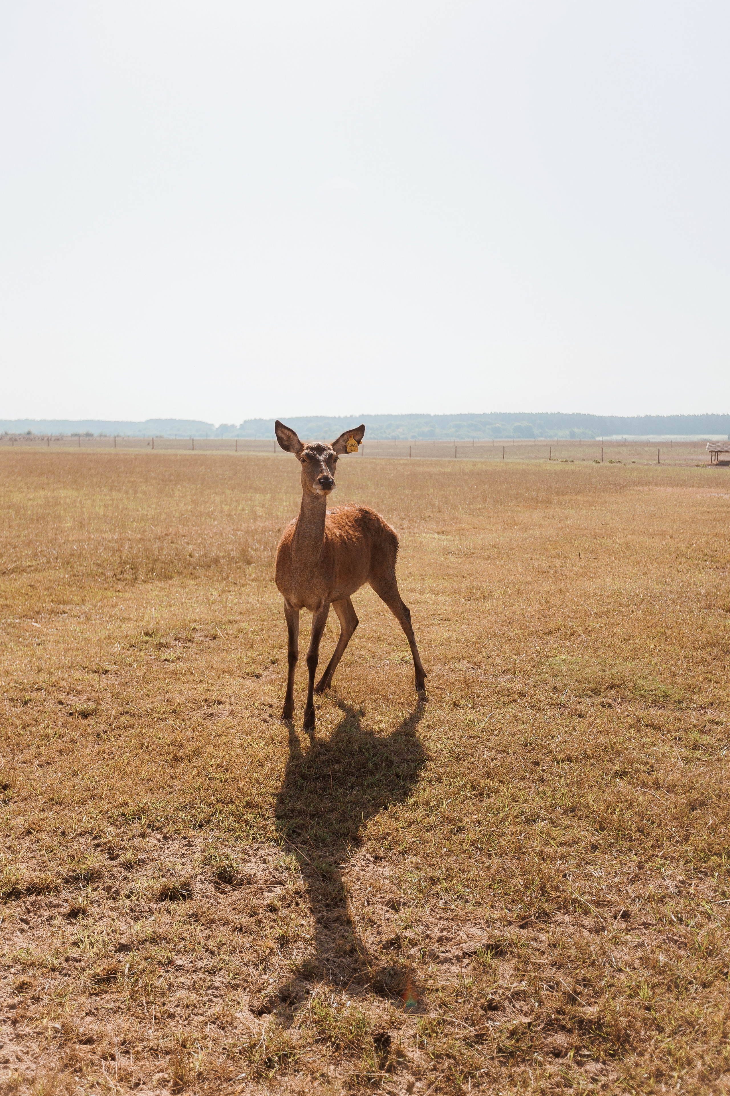 Екопарк Аміла. Ірина Терещук