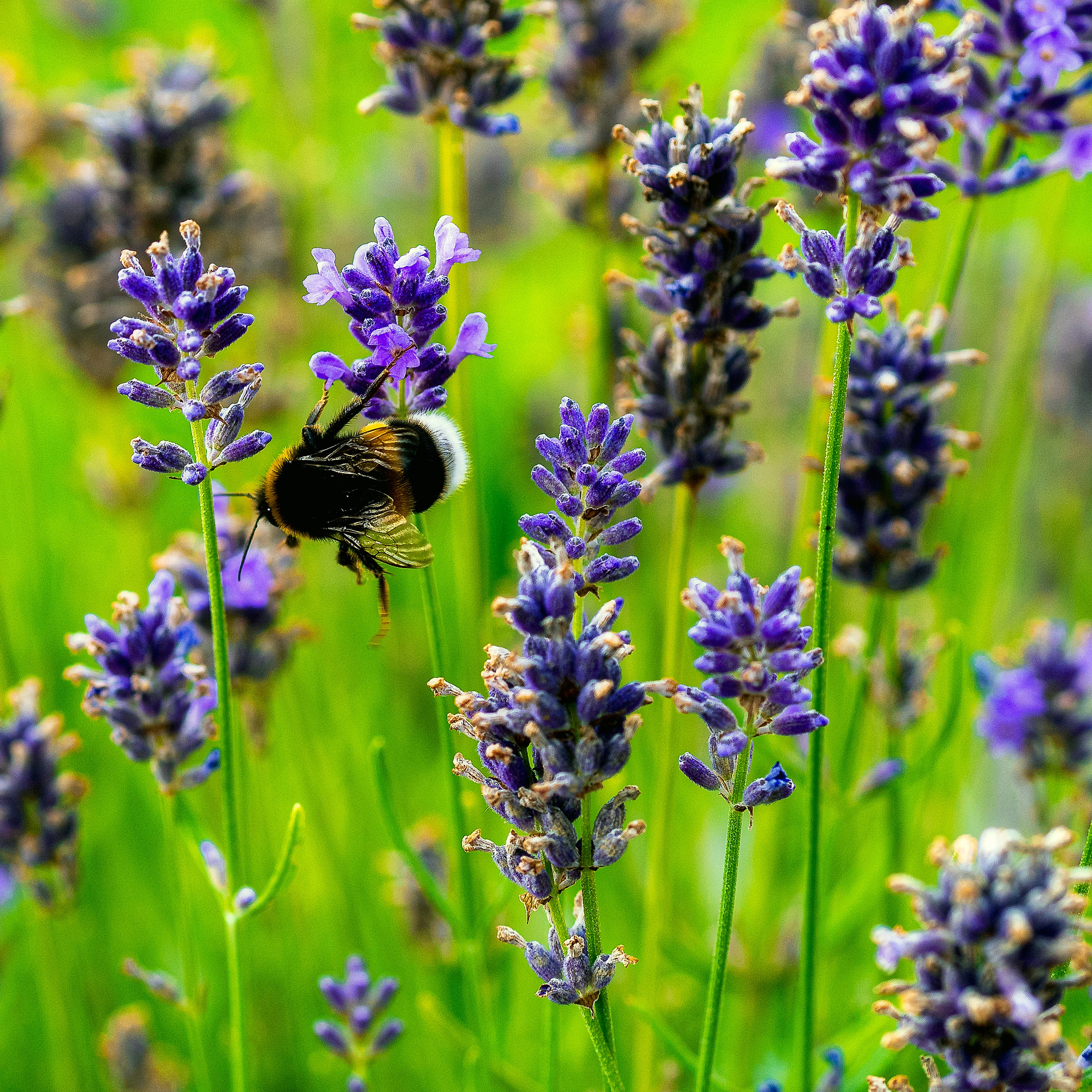 Blumen. LUKIN IGOR Photography