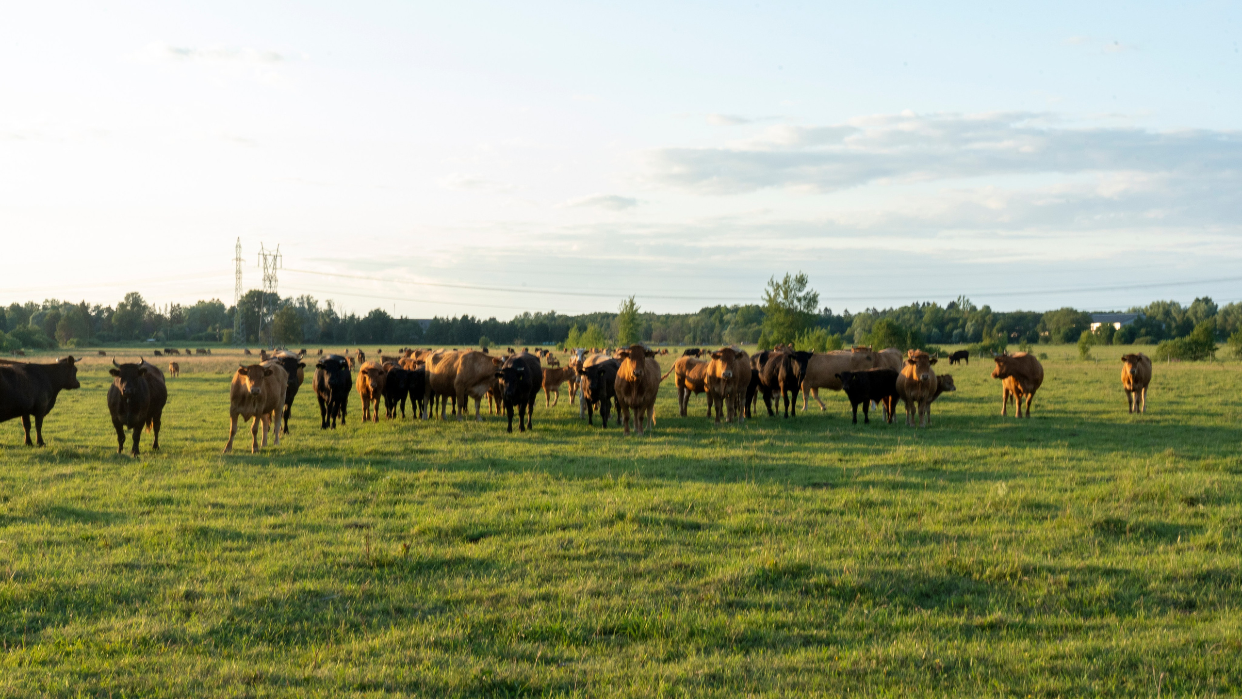 Whispers of Estonia. Photography | Videography | Marketing