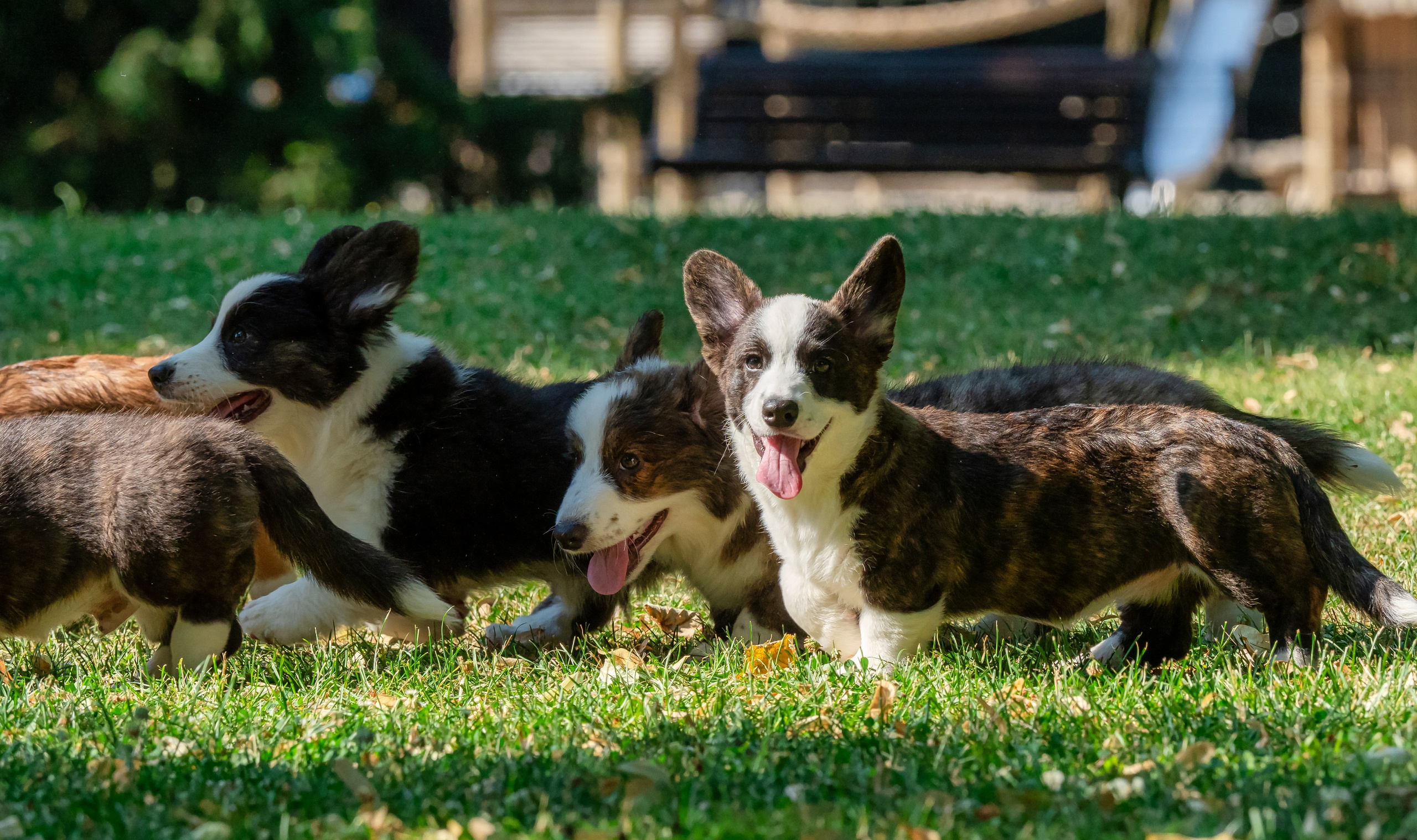 Puppies 03/06/2025. Photographe à Strasbourg | Portraits, Studio, Enfants, Événements