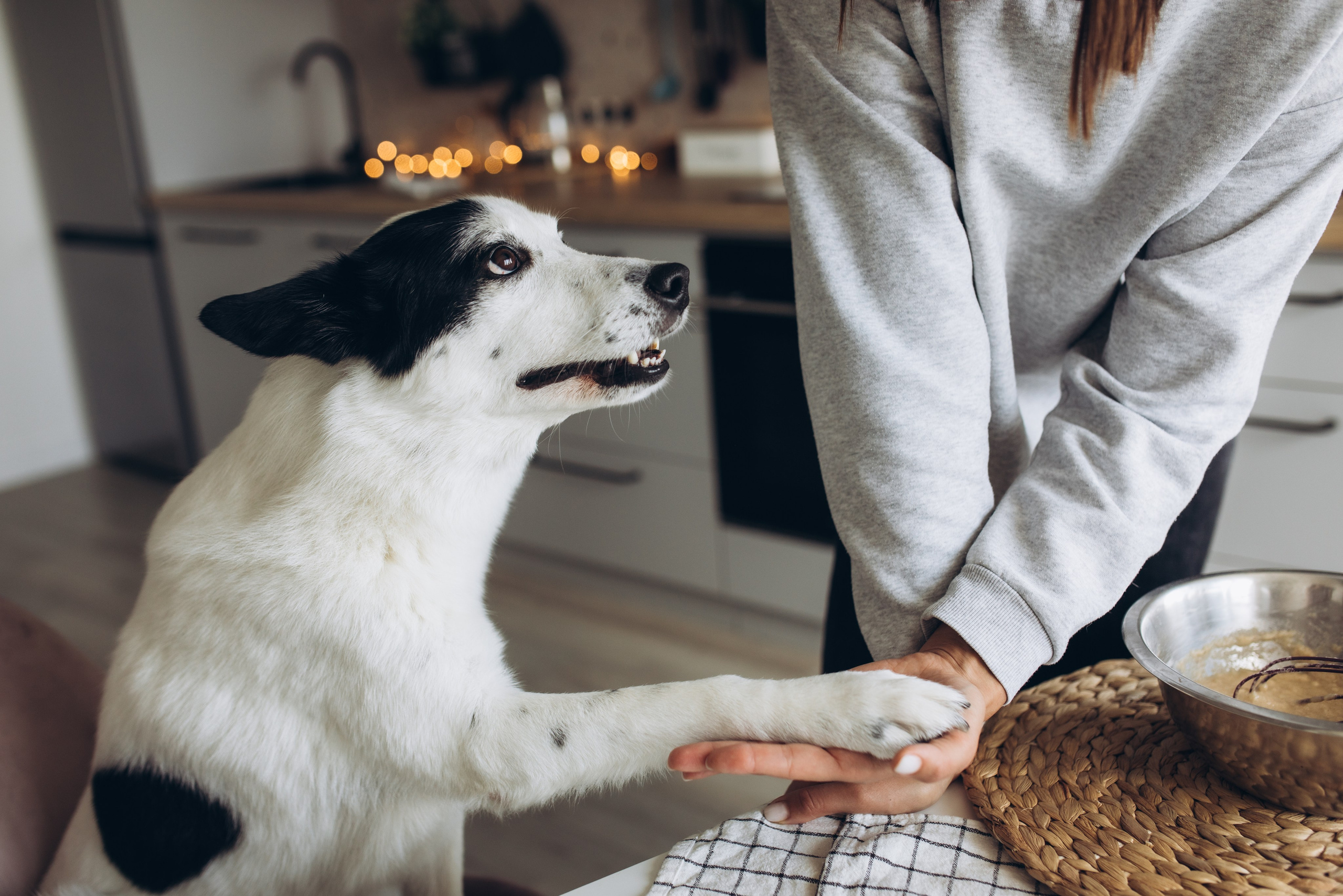Kate&Tesla. Семейный фотограф в Кишинёве Пулькина Ольга