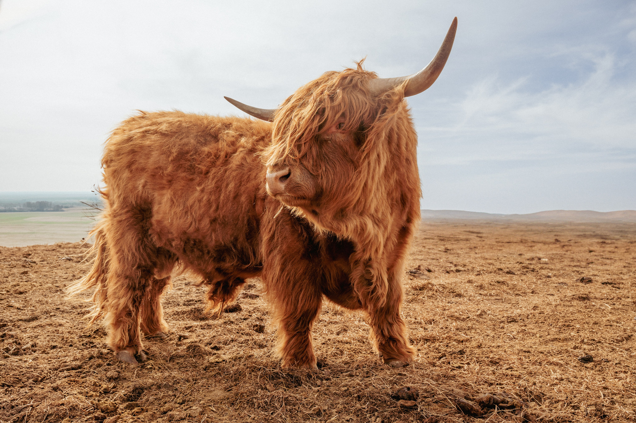 Farm animals. Victoria Lyubchenko — fine art photography in Bismarck, ND