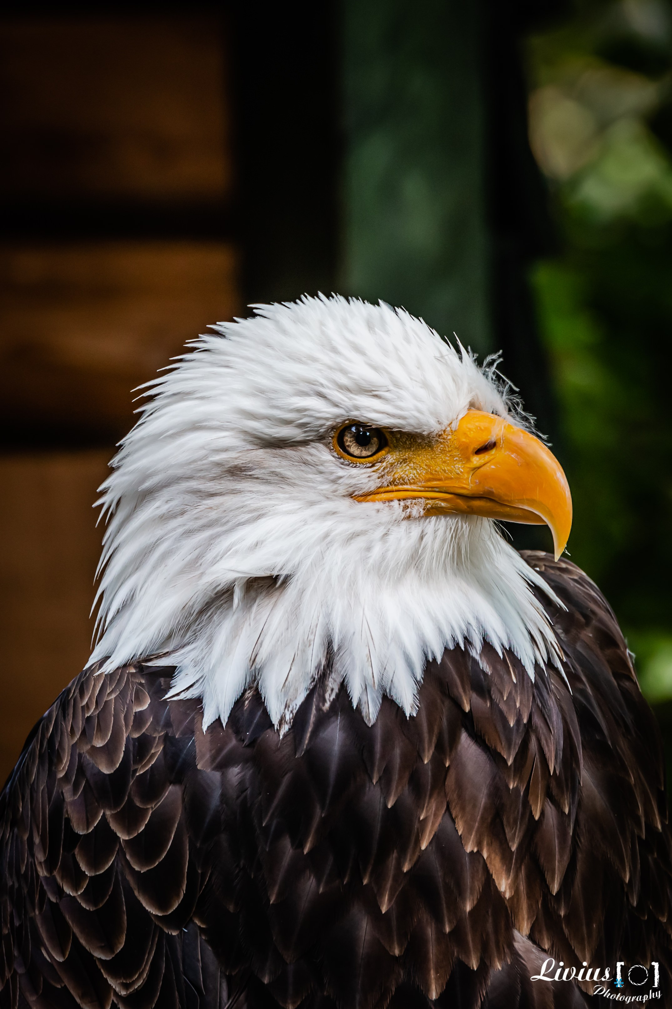 Wildpark Tambach. FOTO KREATIV