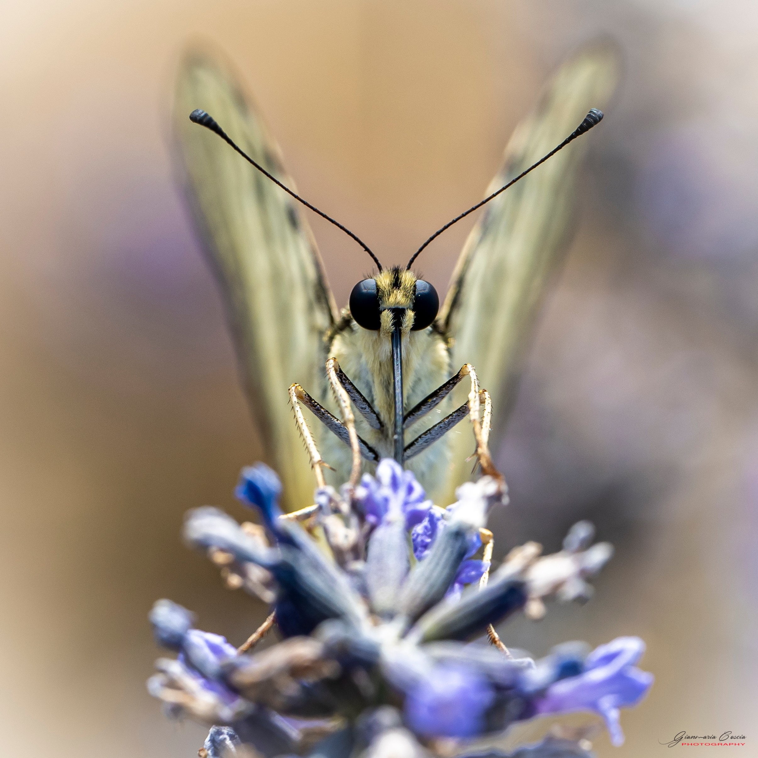 “Gianmaria Coscia fotografo per passione”