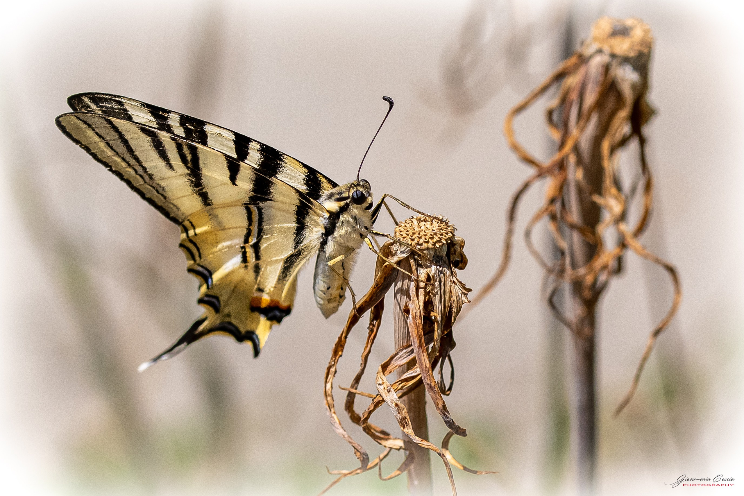 “Gianmaria Coscia fotografo per passione”