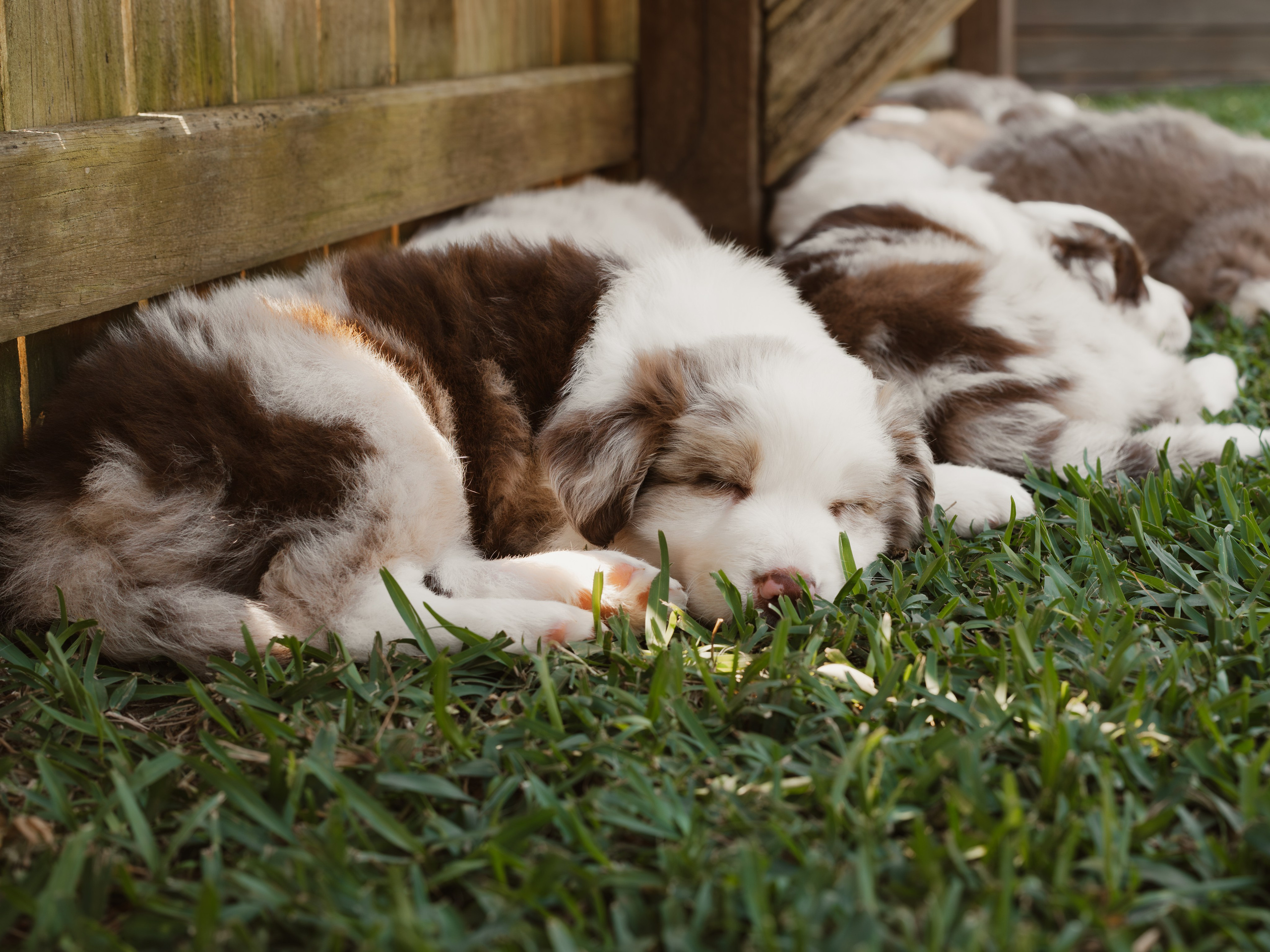 Goldies Collies — Pups. Natural and candid photography Jean Santiago