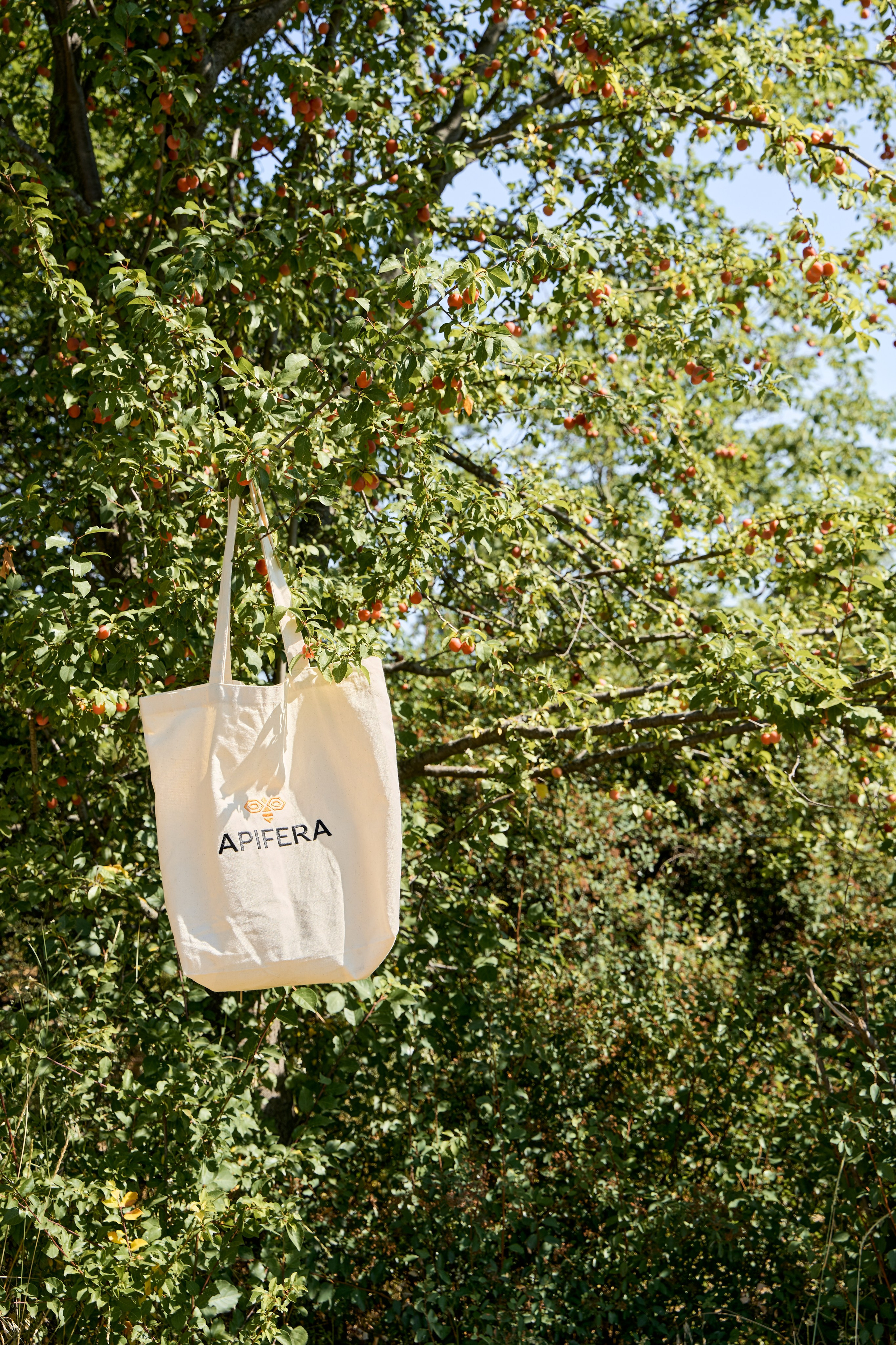 Apifera. Привет