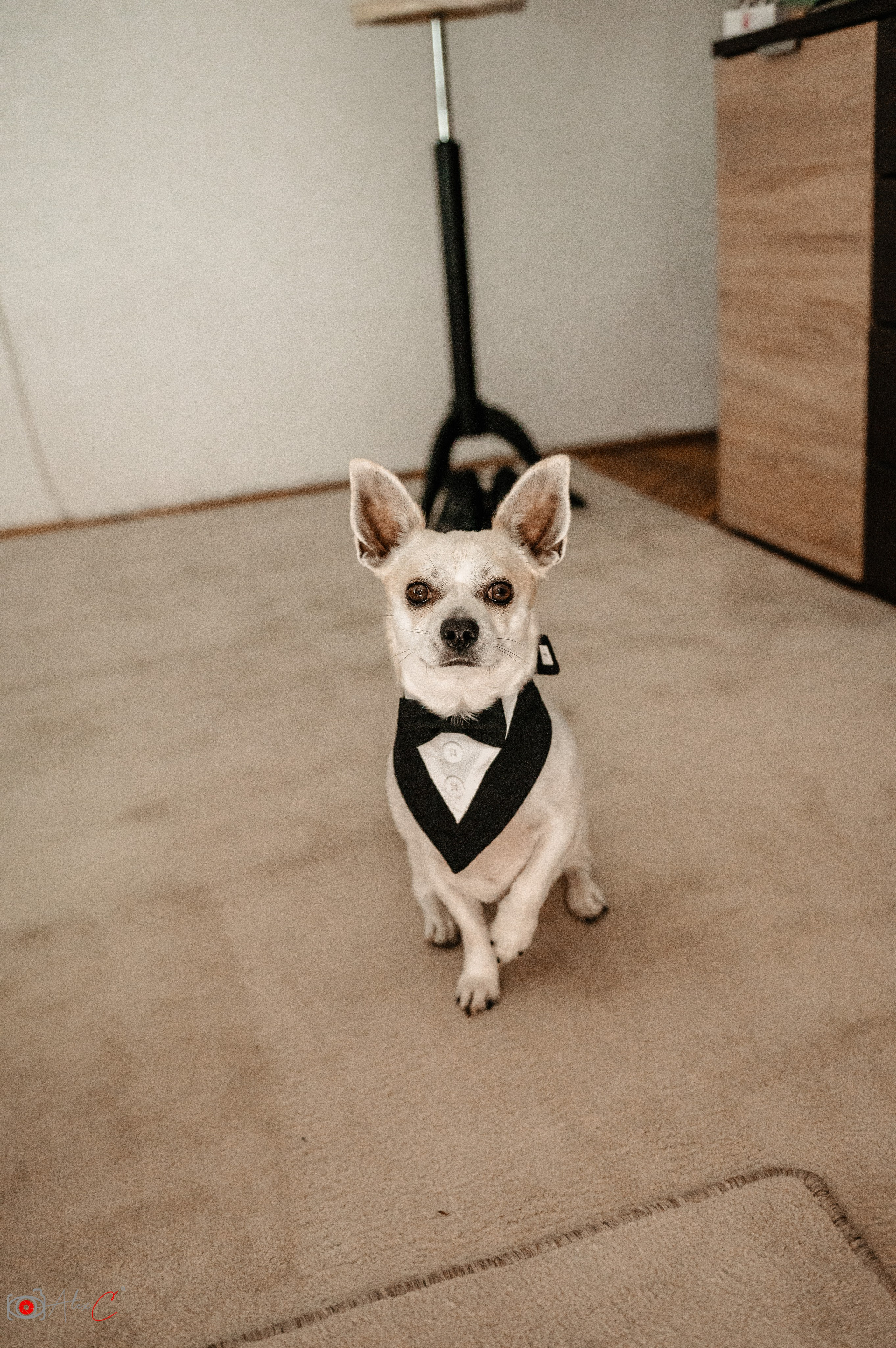 Grooms. Fotograf de evenimente