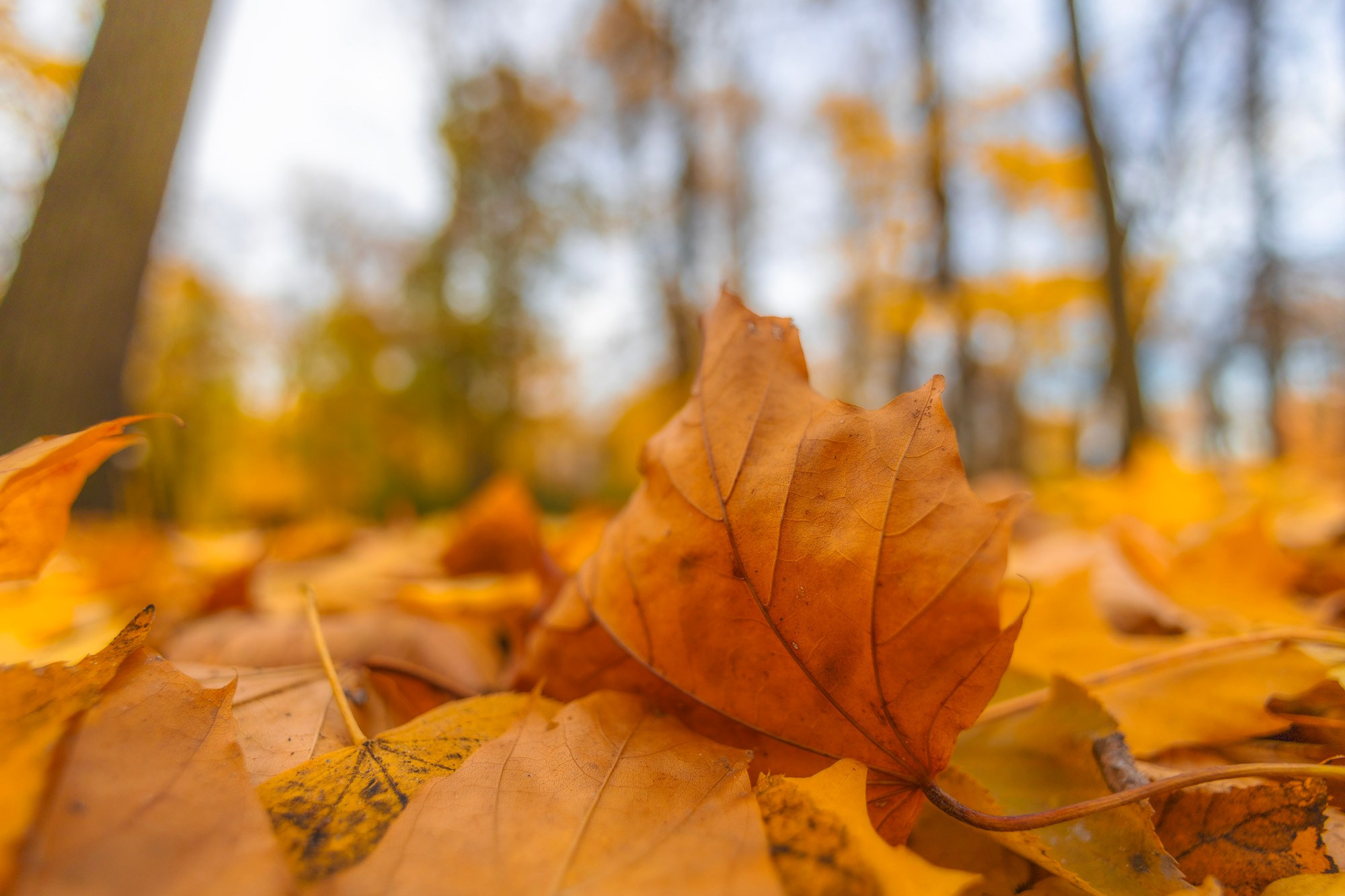 Autumn Series. Samid Ali