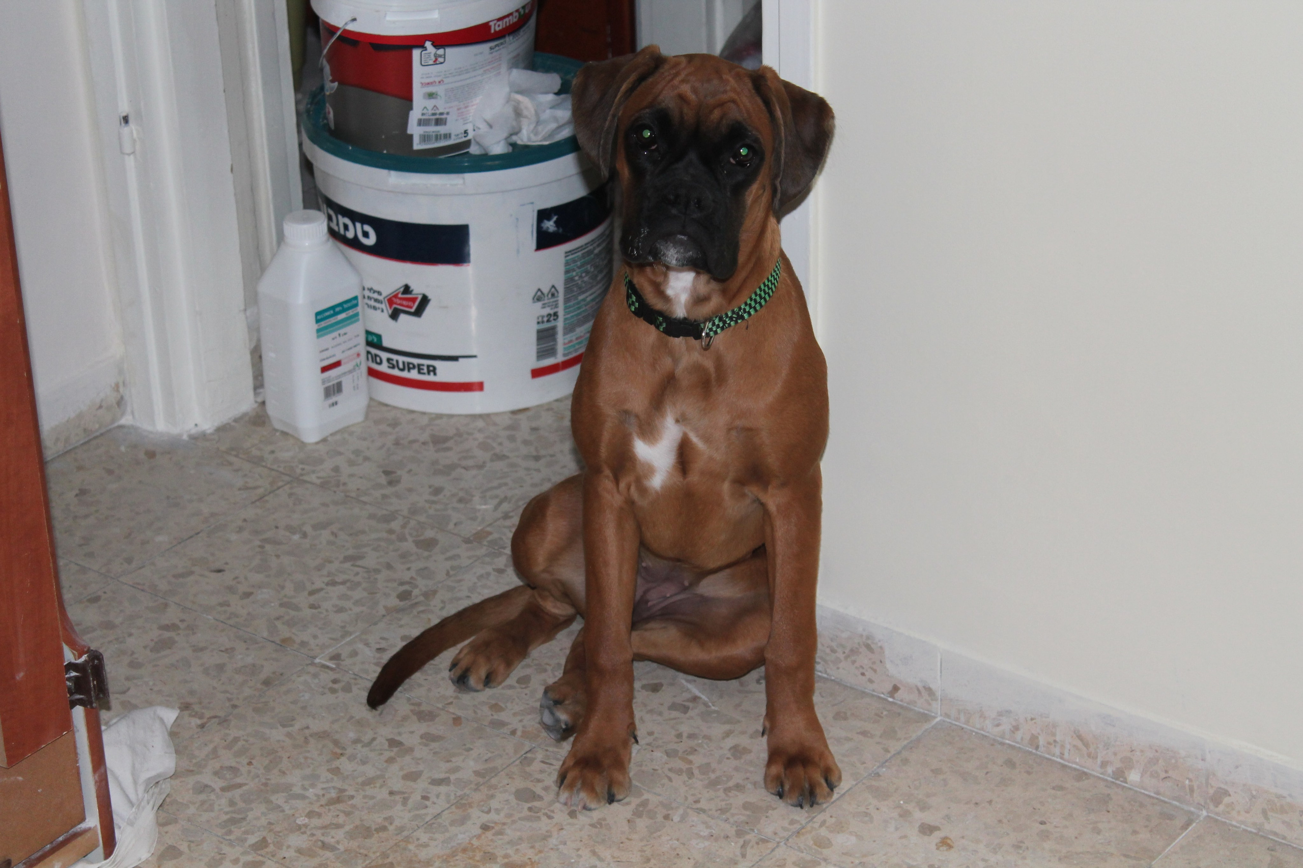 My ״Star״ Boxer Dog