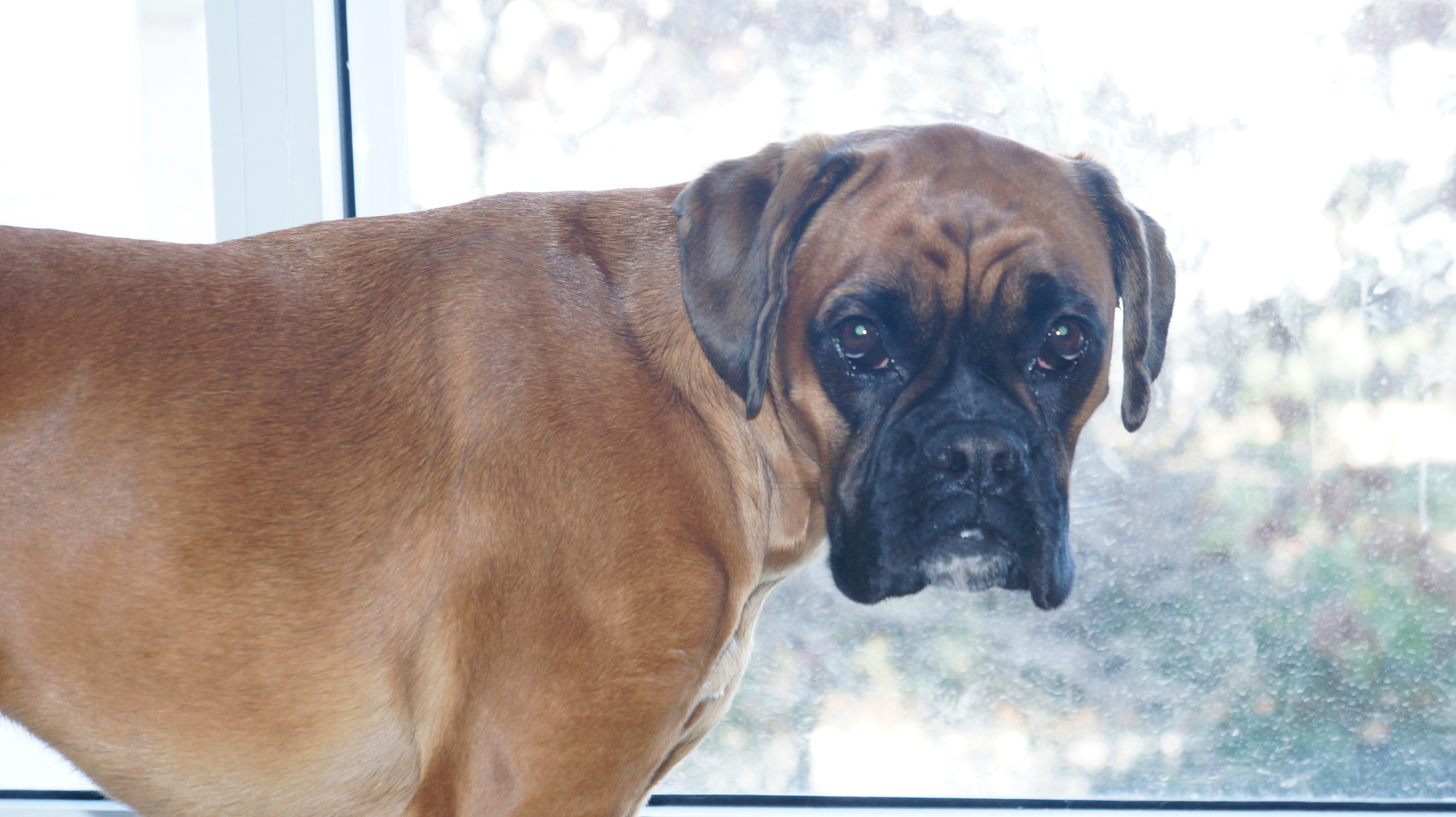 My ״Star״ Boxer Dog