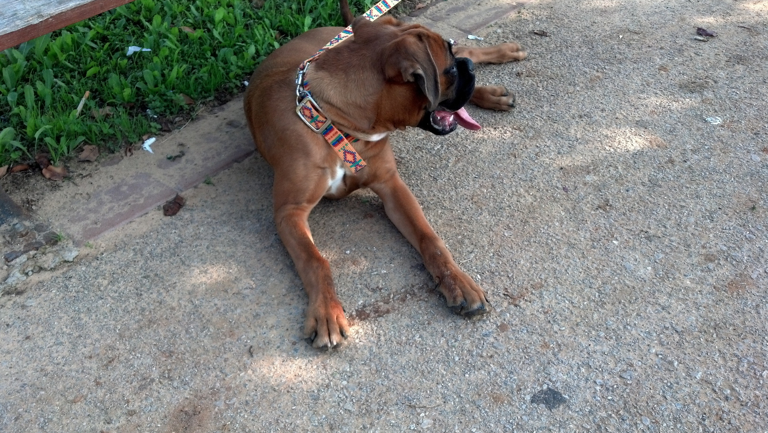 My ״Star״ Boxer Dog